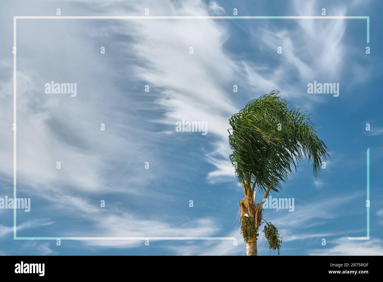 Palmenblätter biegen sich im Wind zu Beginn eines Sturms, blauer Himmel mit Wolken, weißer Rahmen für Text oder Werbung. Urlaub auf See, um die Zeit Stockfoto