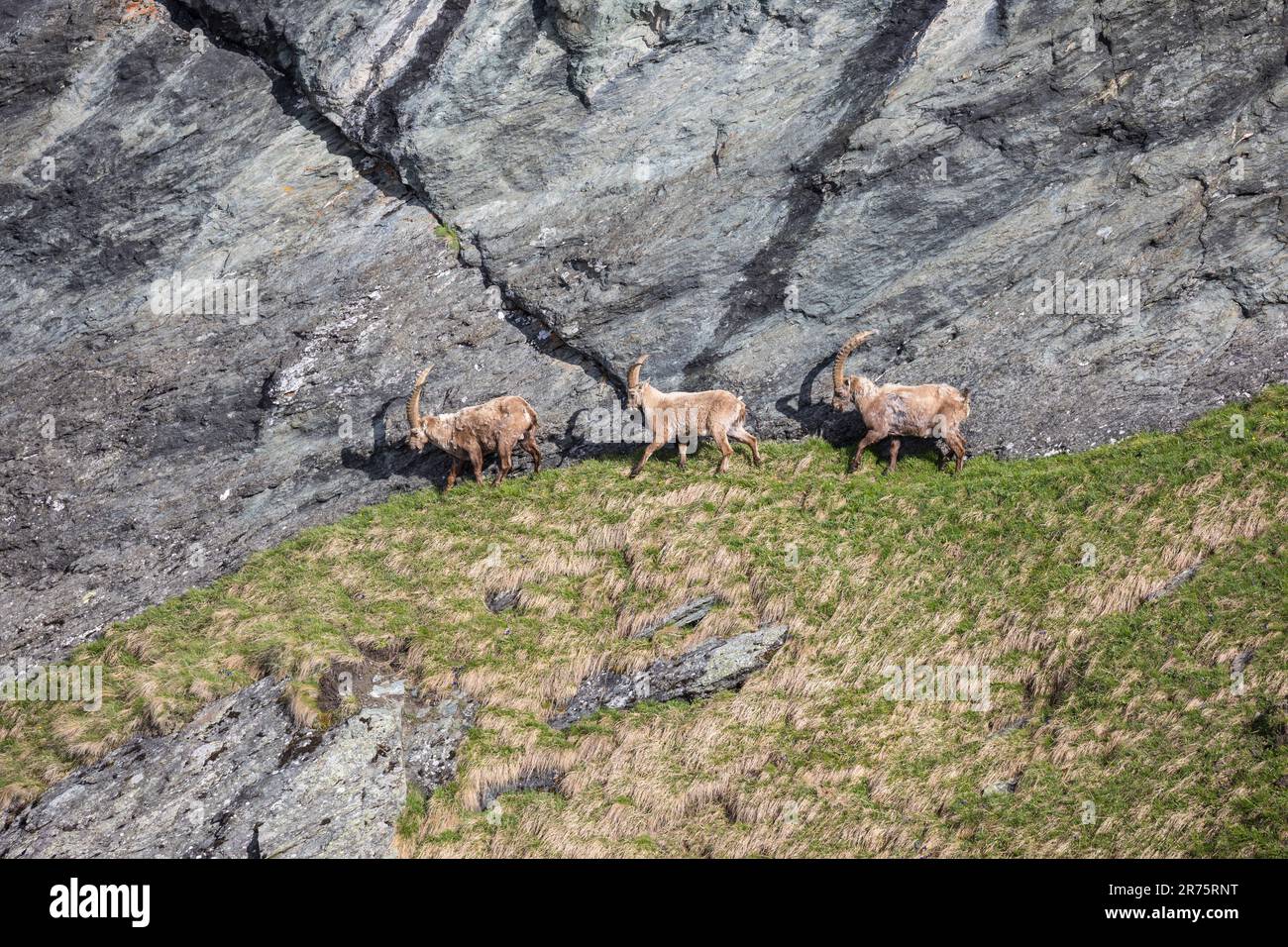 Alpenibex, Capra ibex Traverse in felsigem Gelände Stockfoto