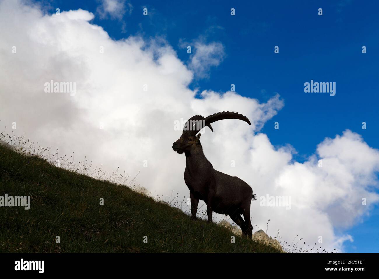 Alpenibex, Capra ibex steht im Schatten, seitlich vor den Wolken des schönen Wetters Stockfoto