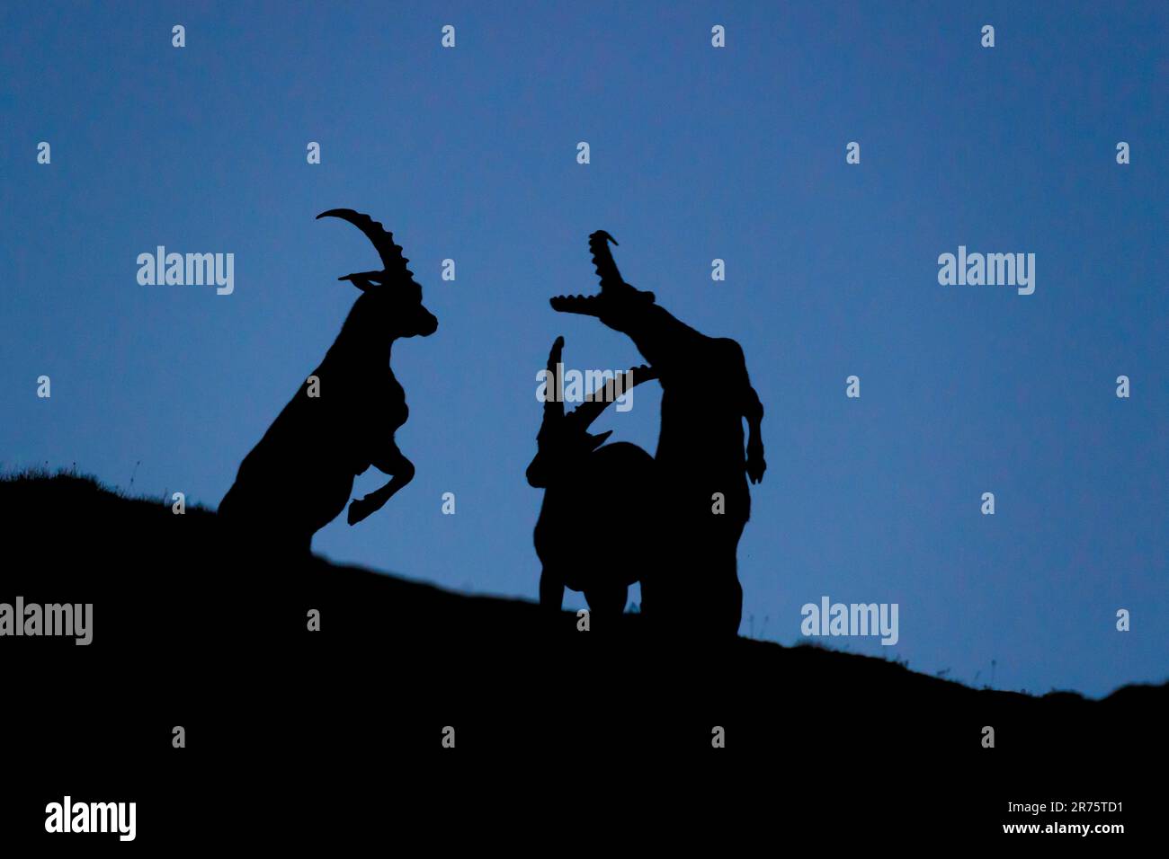 Alpine Ibex, Capra Ibex, Ibex-Kampf, Silhouette in der Dämmerung Stockfoto