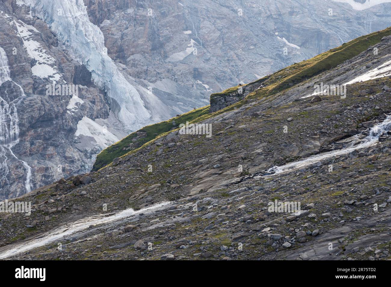 Wasserfallwinkel mit Ibexen grasen, Gletscher im Hintergrund Stockfoto