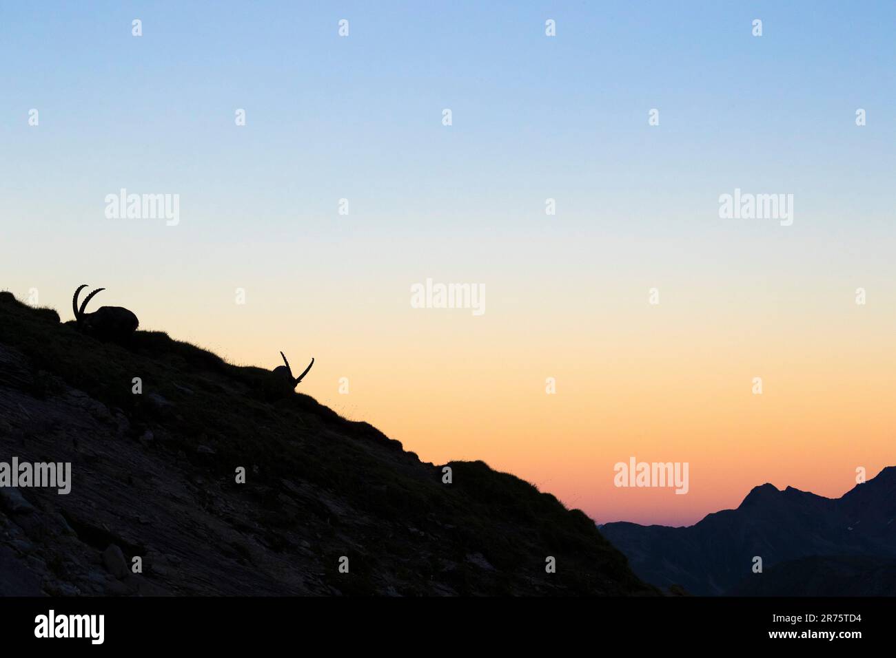 Alpine Ibex, Capra ibex, zwei Ibexen auf Bergkamm, Silhouette im abendlichen Glanz Stockfoto
