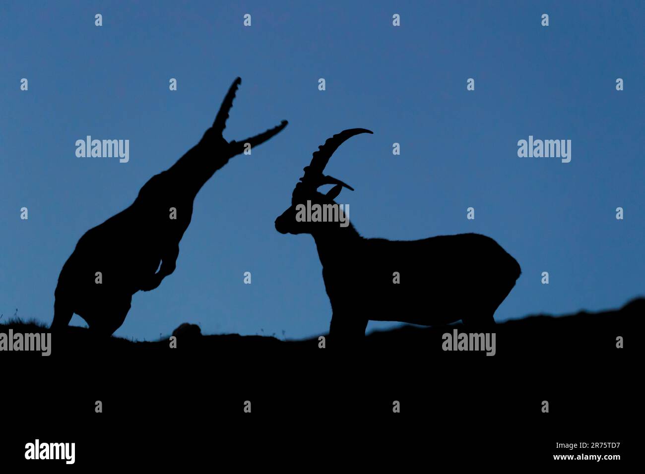 Alpine Ibex, Capra Ibex, Ibex-Kampf, Silhouette in der Dämmerung Stockfoto