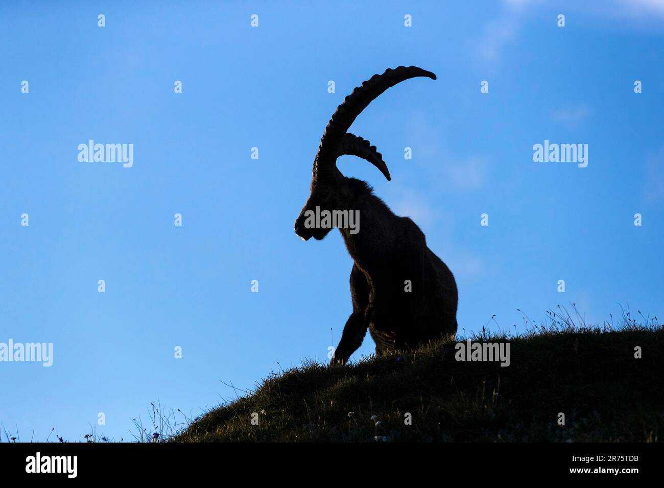 Alpenibex, Capra ibex, die auf einer Bergwiese sitzt, Silhouette, seitlich Stockfoto