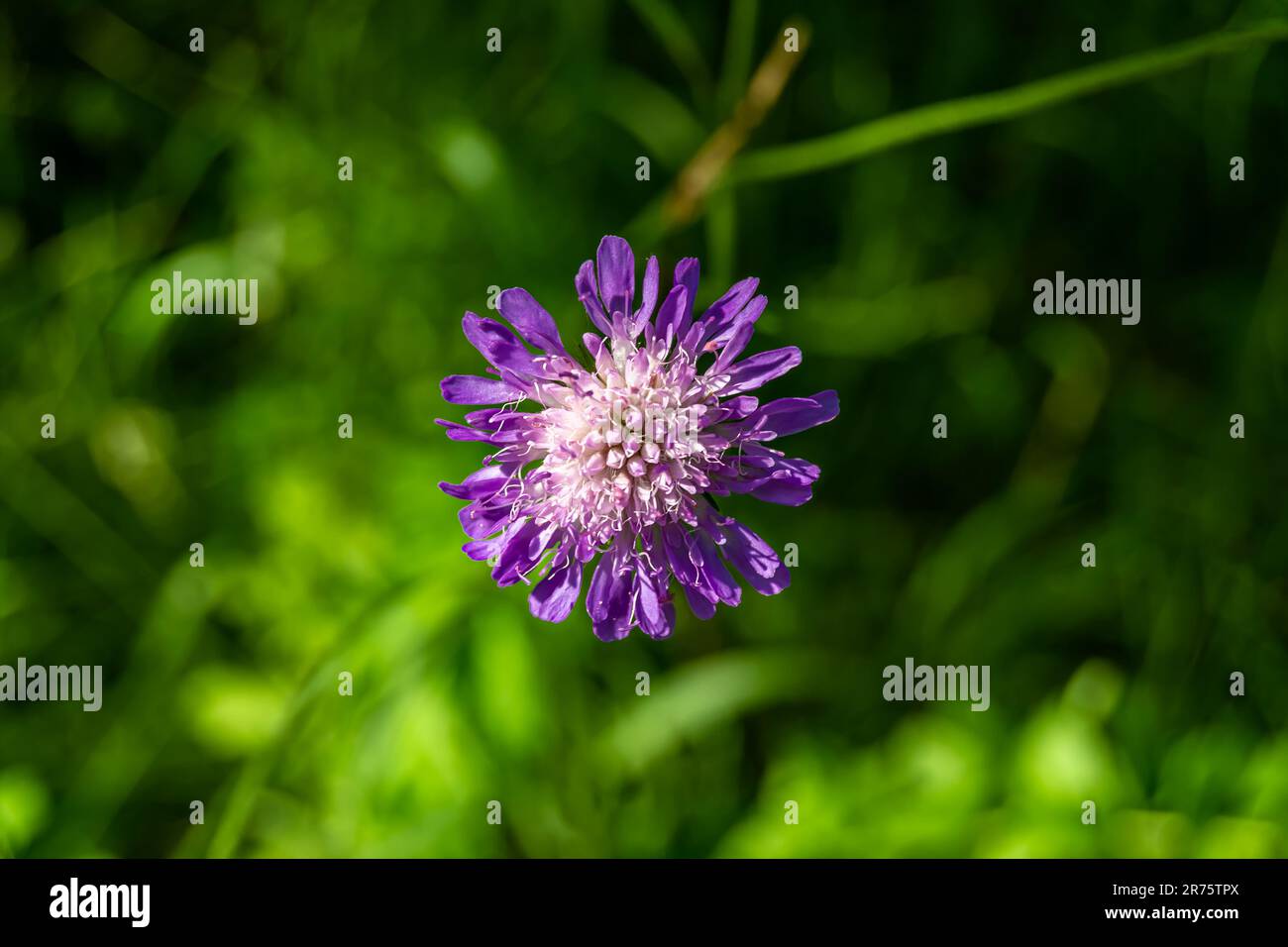 Feine Wildblumen-Ostern echinops auf einer Wiese im Hintergrund, Foto bestehend aus Wildblumen-Ostern echinops bis Graswiesen, Wildpflanzen f Stockfoto