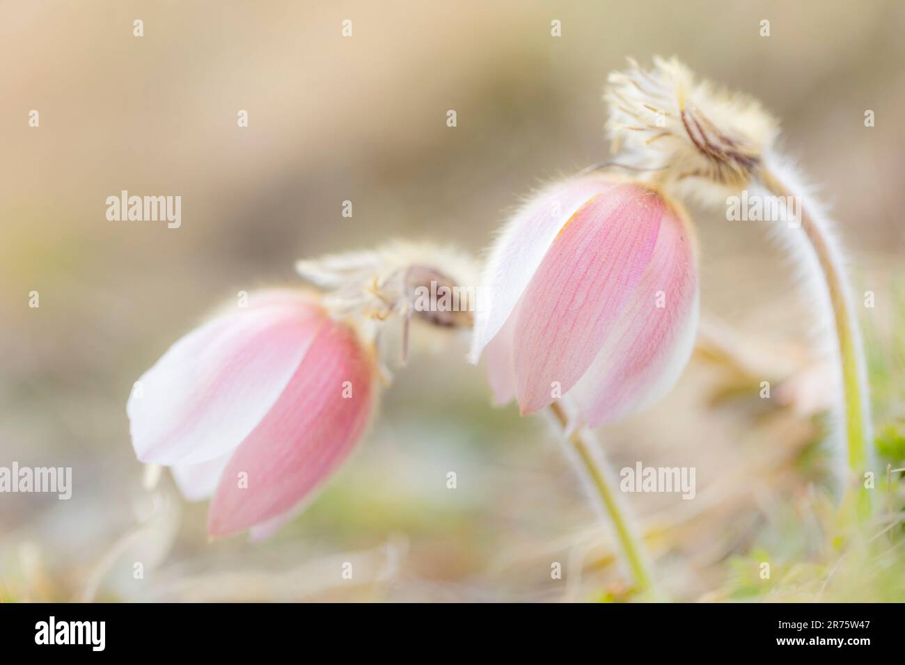 Frühlingspasque-Blume, Pulsatilla vernalis, Nahaufnahme, Seitenansicht Stockfoto