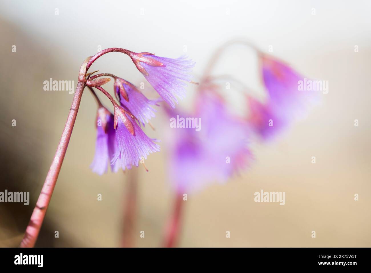 alpine snowbell, Soldanella alpina, Nahaufnahme, Seitenansicht Stockfoto