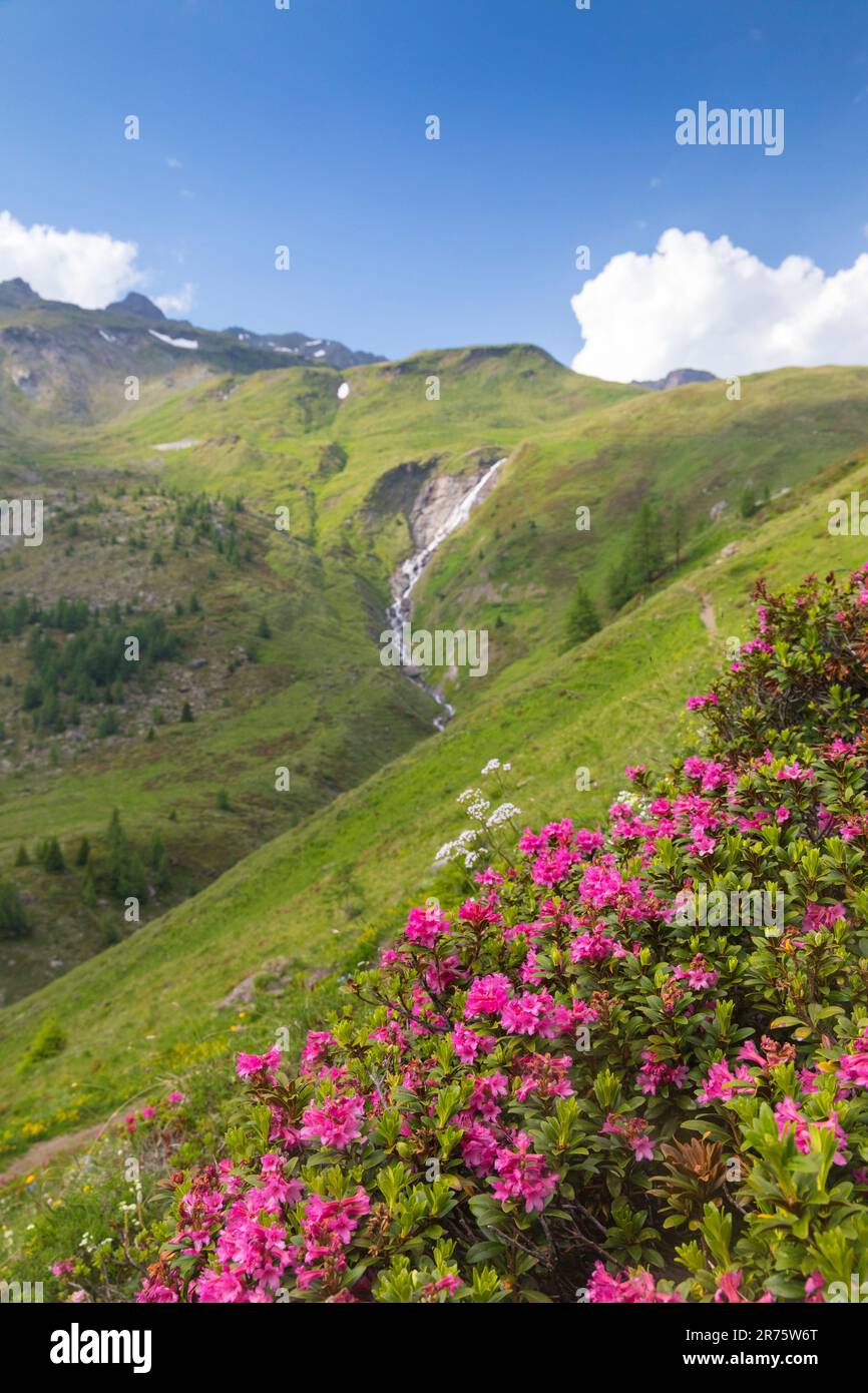 Rostige Alpenrose, Alpenbusch, Rhododendron ferrugineum im Vordergrund vor Bergkulisse mit Bach Stockfoto