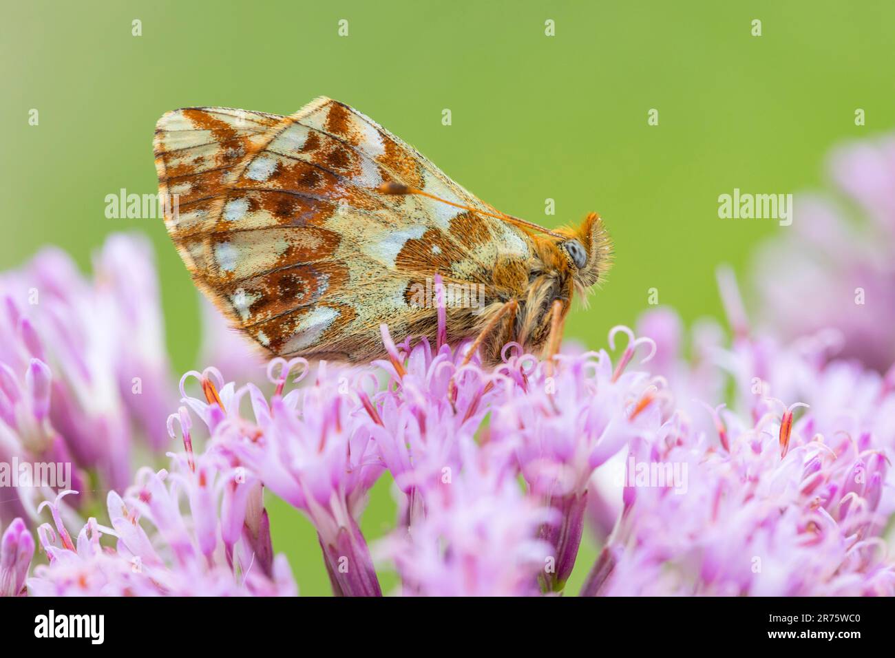 Shepherd's Fritillary, Boloria verblasst auf der Scabiosa, Nahaufnahme, Seitenansicht Stockfoto