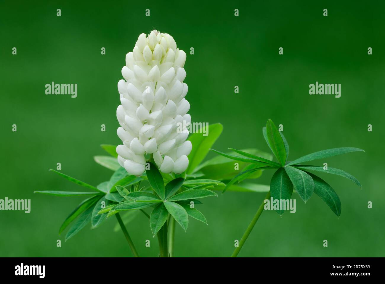 Blüte weiße Lupinenblume mit Blättern, Lupinus polyphyllus. Gartenpflanze. Unscharfer natürlicher grüner Hintergrund. Trencin, Slowakei Stockfoto