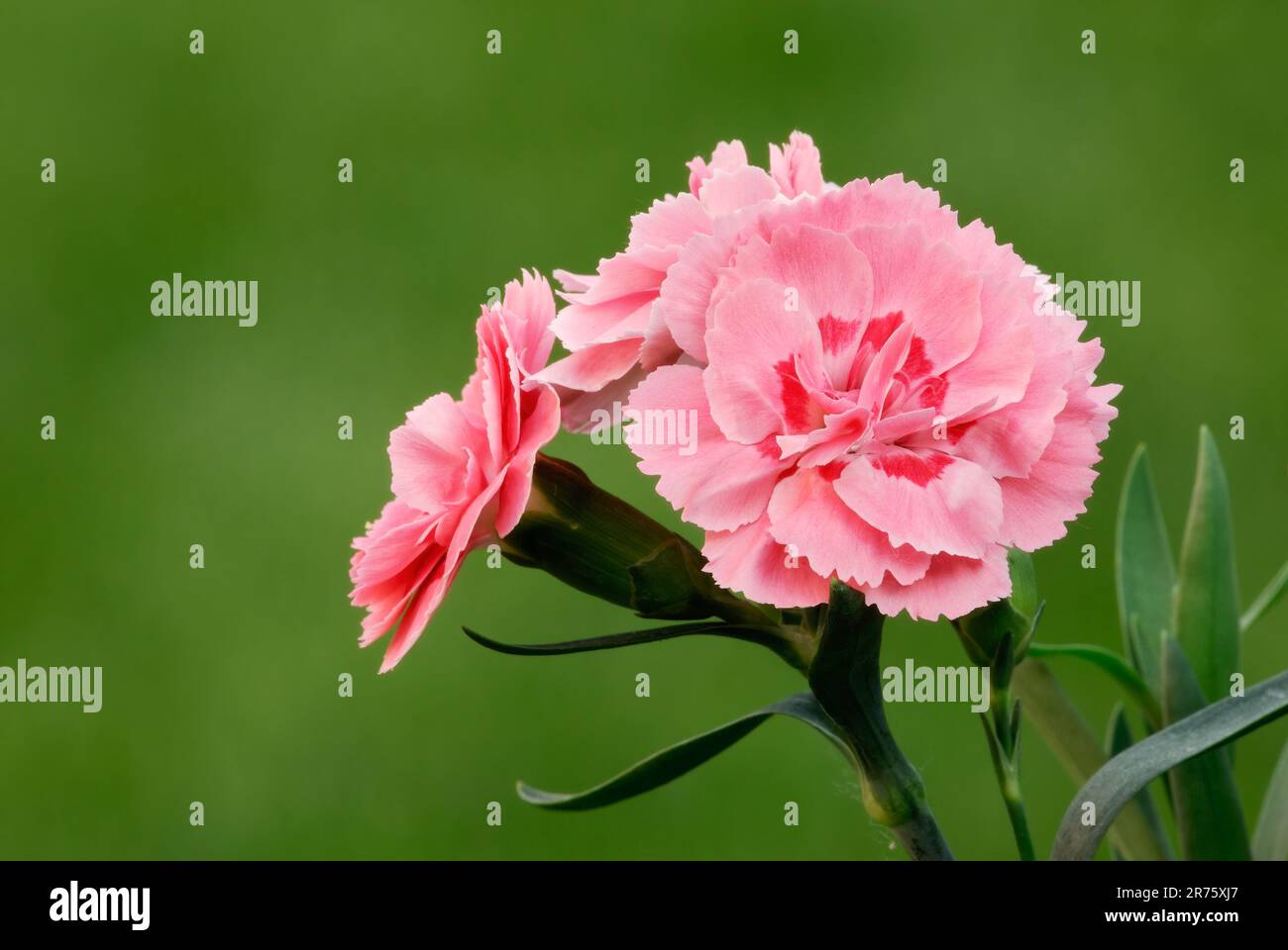 Nelkenblüten Dianthus caryophyllus, auch als Grenadine oder Nelkenrosa Herbstpflanze bezeichnet. Unscharfer natürlicher grüner Hintergrund. Trencin, Slowakei Stockfoto