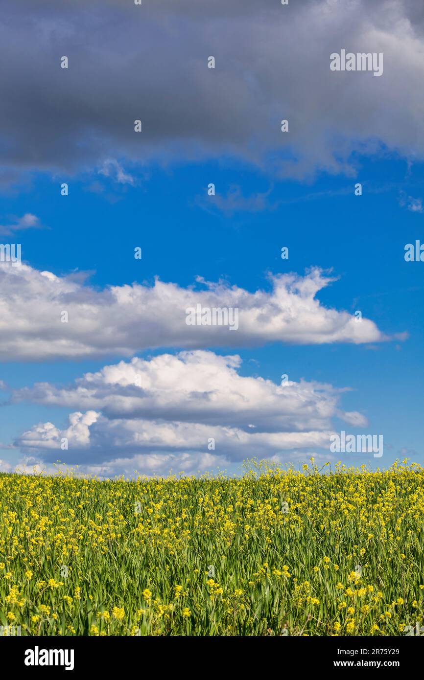 Italien, Toskana, Provinz Siena, San Quirico d'Orcia, Blumenwiese und blauer Himmel mit Wolken, minimale Landschaft, drei Elemente Stockfoto