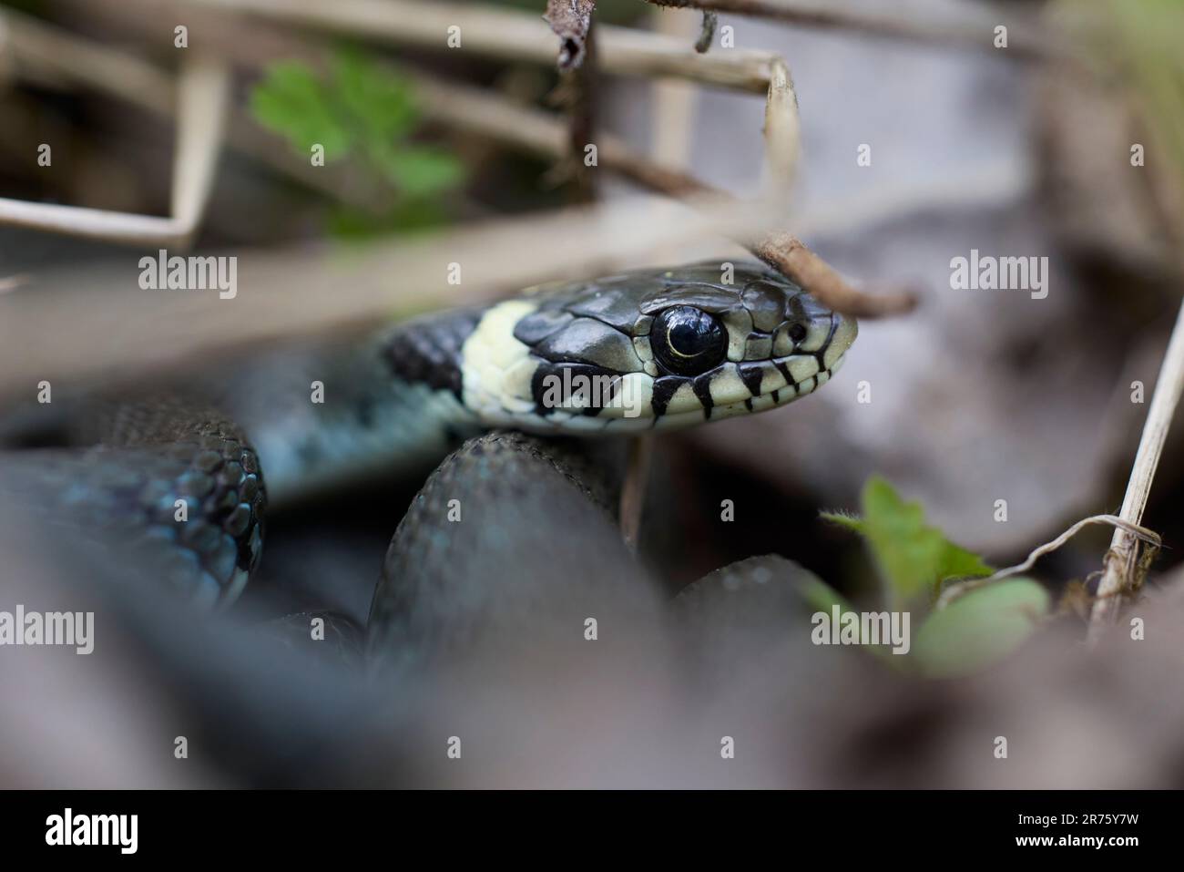 Grasschlange, Natrix natrix, Schlange, Kopf, Porträt Stockfoto