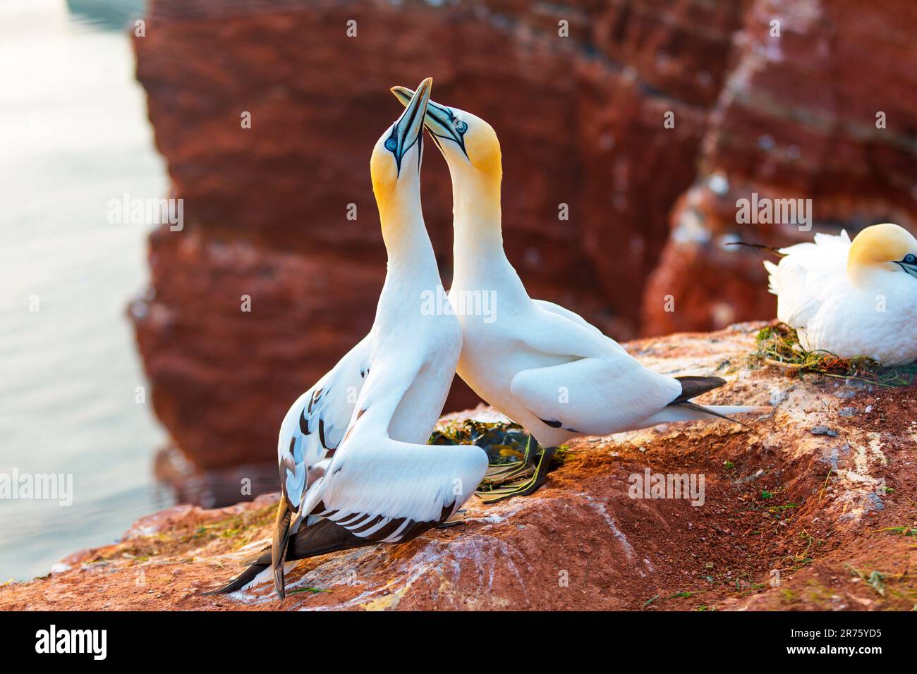 Ein Gannet-Paar, das sich vergnügt Stockfoto