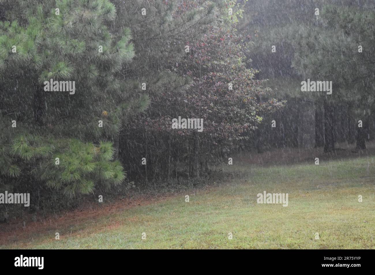 Ein starker Regen verleiht den Wäldern am Rande des Gartens einen verschwommenen Look. Stockfoto