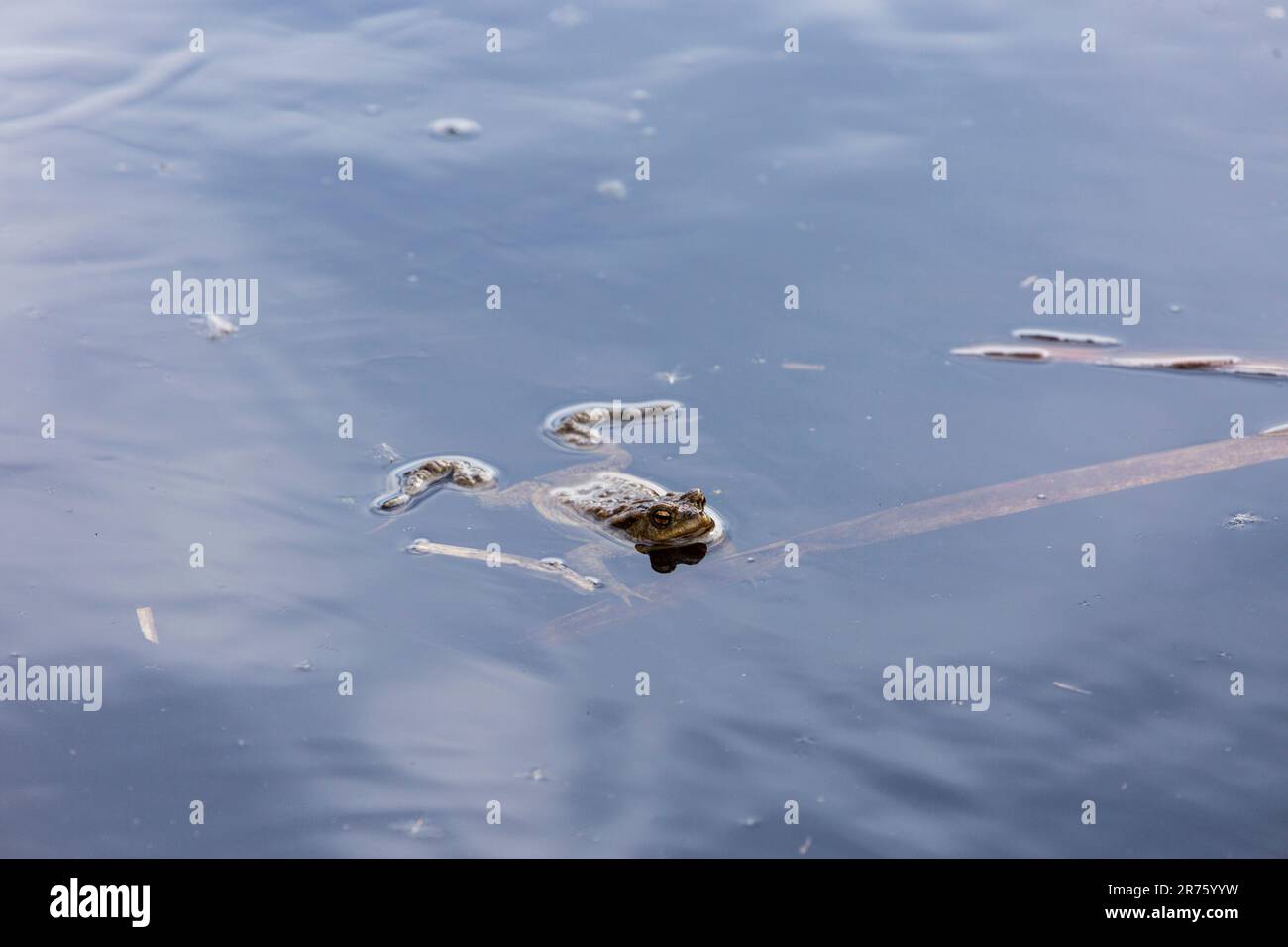 Europa, Polen, Woiwodschaft Lublin, Nationalpark Polesie, Naturpfad Perehod, Frosch im Wasser Stockfoto