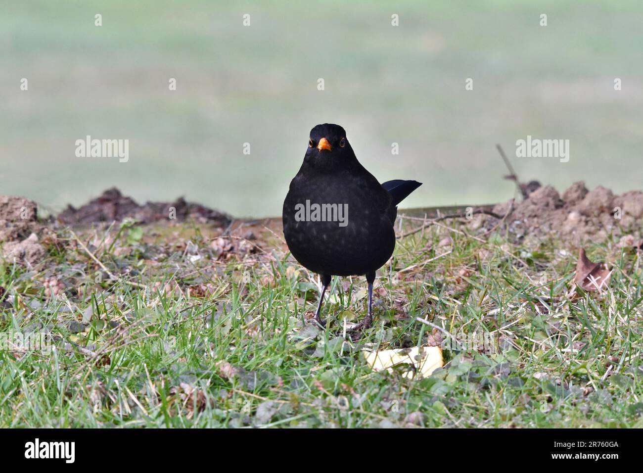 Ein gemeiner Amsel (Turdus merula) steht auf einer Wiese, seine leuchtend orangefarbenen Augen sind aufmerksam und konzentriert Stockfoto