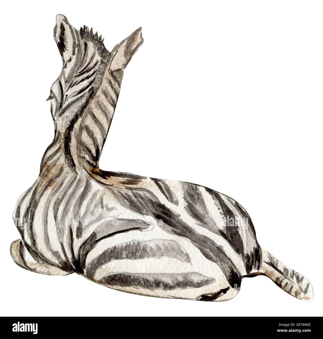 Zebra-Illustration, Waterrcolor handgezeichnetes tropisches Tier. Design für Babyparty, Geburtstag, Kuchen, Weihnachtsfeier, Grußkarte Stockfoto