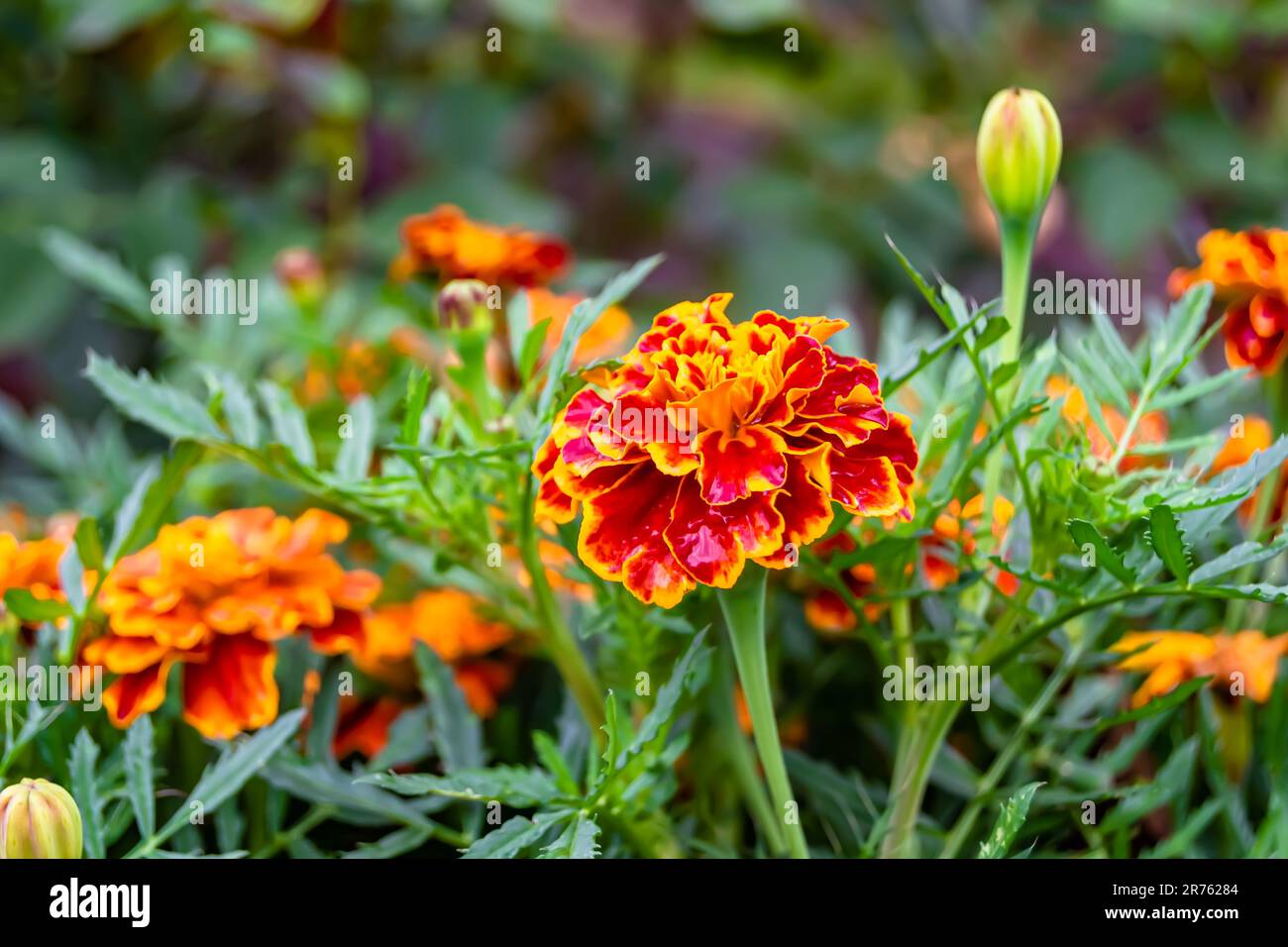 Feine Wildblumen-Ringelblume-Känguru auf der Wiese, Foto bestehend aus Wildblumen-Ringelblume-Känguru bis Graswiesen, Wildg Stockfoto