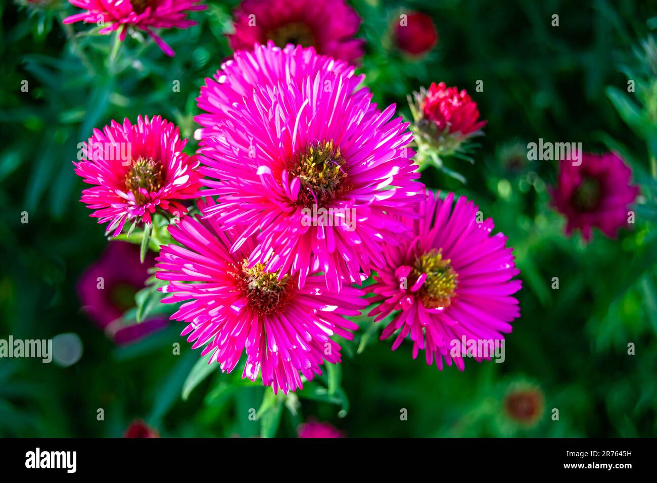 Fotografie zum Thema wunderschöne wilde Blume lampranthus auf einer Wiese im Hintergrund, Foto bestehend aus wilder Blume lampranthus bis Gras Met Stockfoto