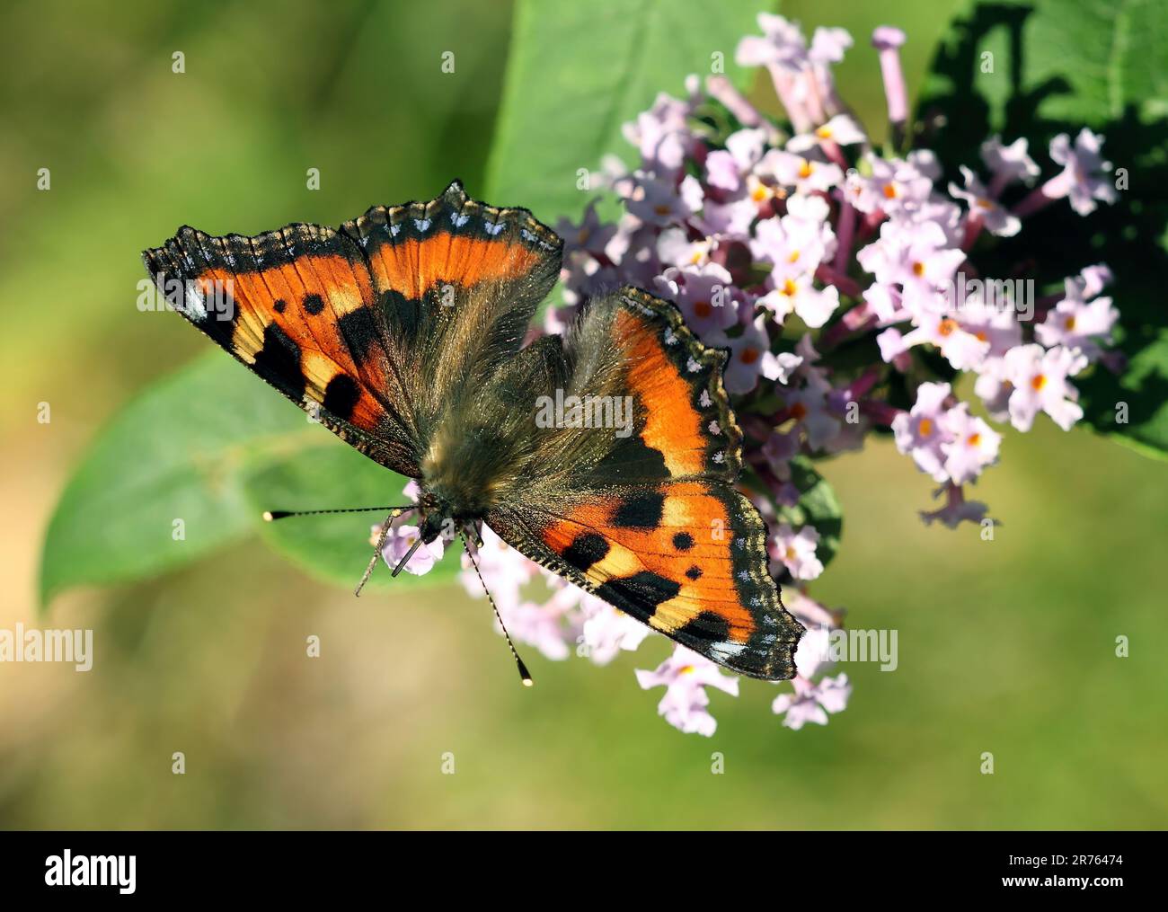Schmetterling in Ruhe Stockfoto