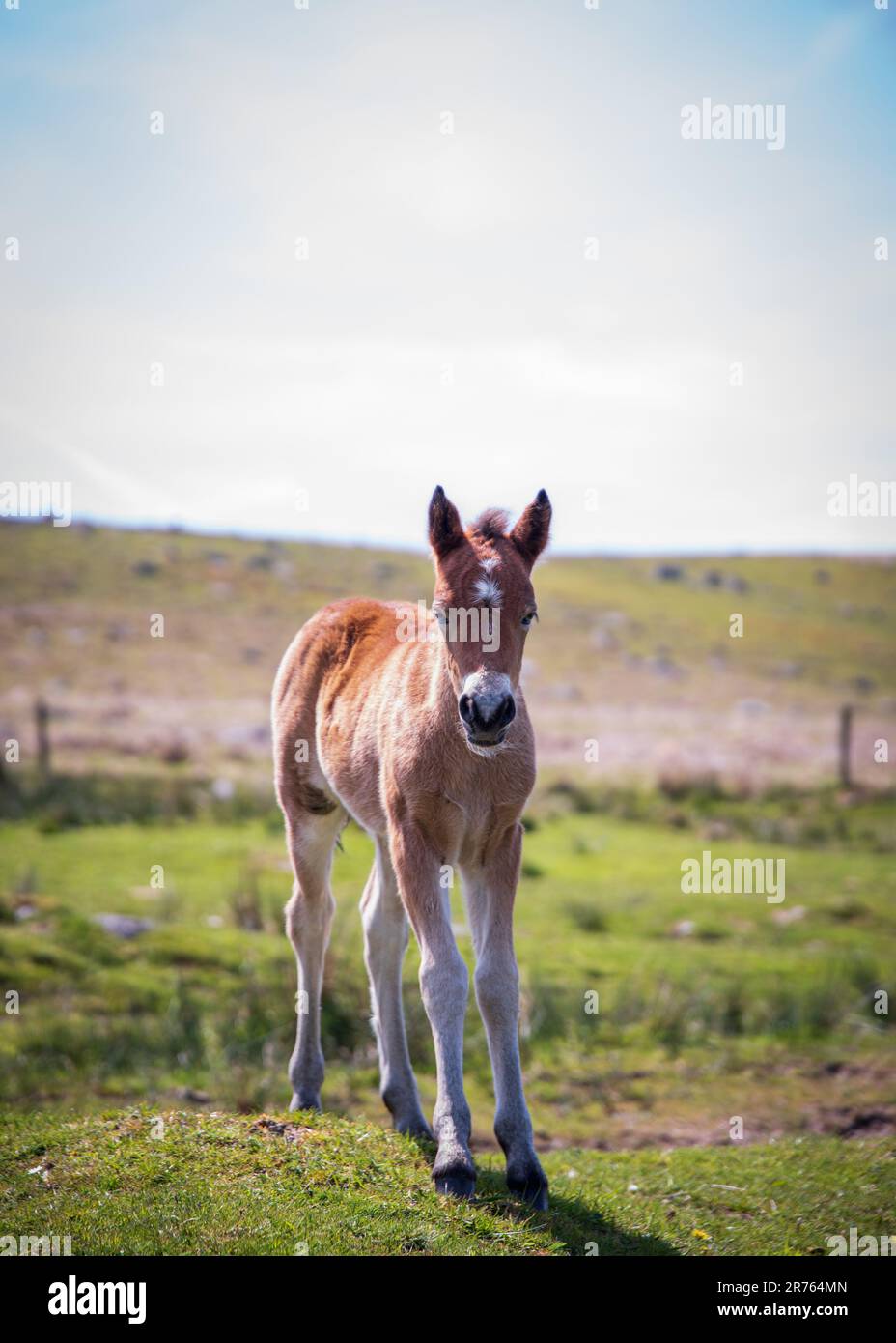 Das junge Dartmoor-Pony im Sommer Stockfoto
