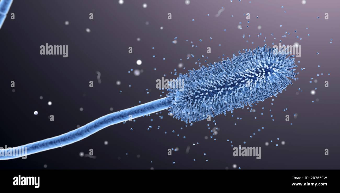 Aspergillus clavatus-Schimmelpilze, Computerdarstellung. Ein bodenmikroskopischer Pilz, verursacht allergische Aspergillose, Lungeninfektionen, Endokarditis, exter Stockfoto