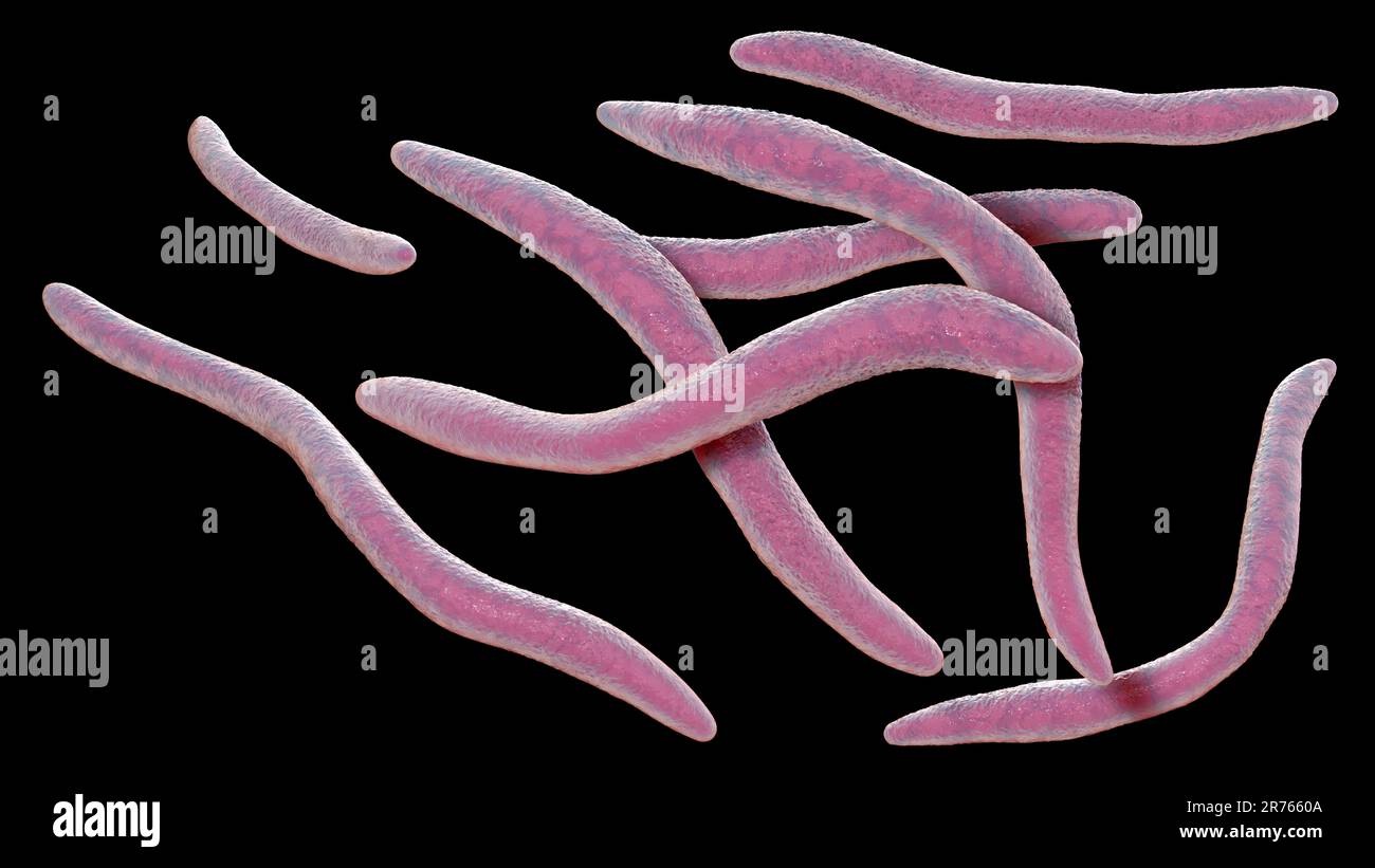 Fusobakterien, Computerdarstellung. Gramnegative, anaerobe, nicht bewegliche, stabförmige Prokaryoten (gekennzeichnet durch eine lange, schlanke Form und Stockfoto