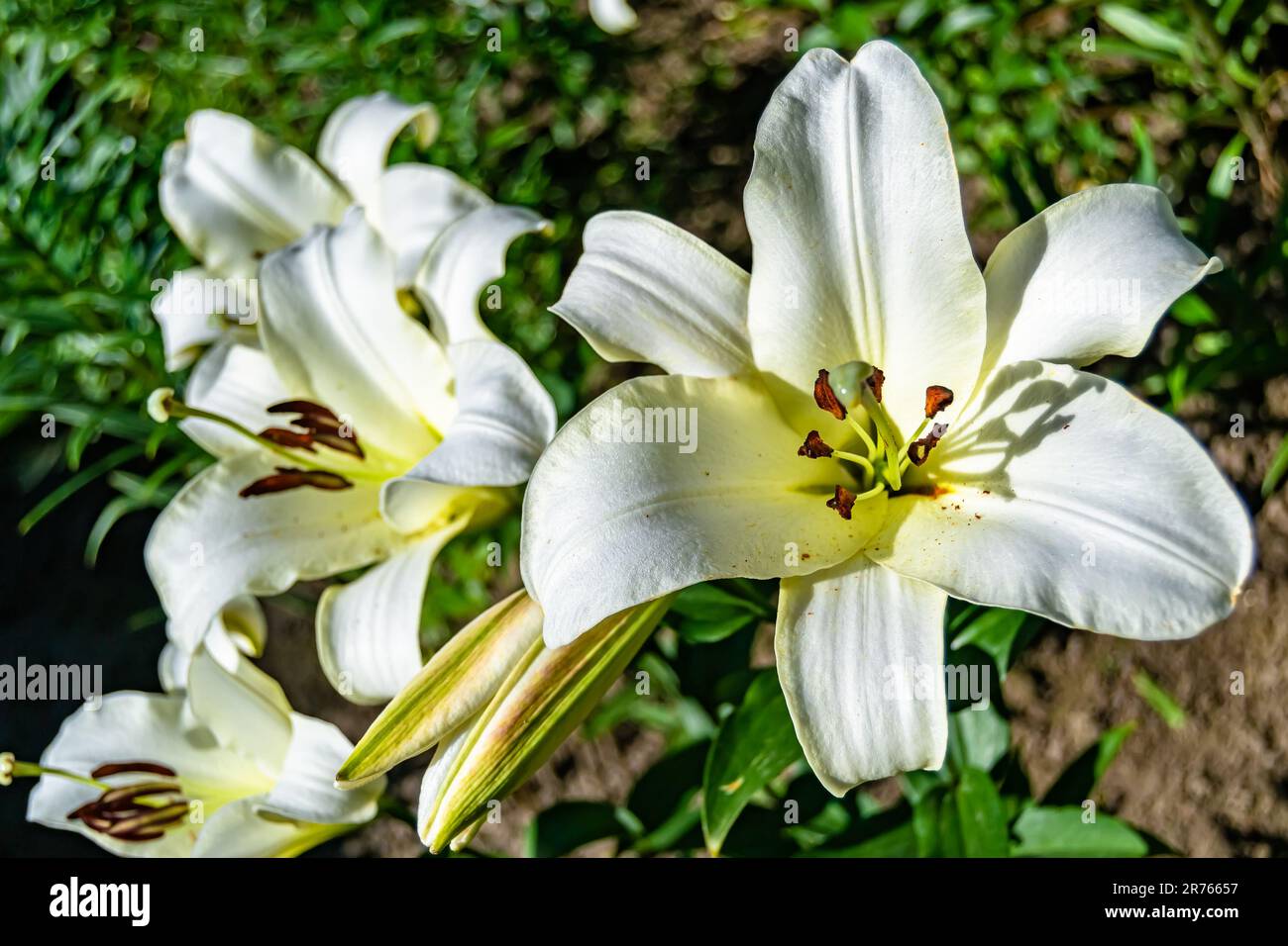 Feine Wildblütenlilie liliaceae auf einer Wiese, Foto bestehend aus Wildblütenlilie liliaceae bis Graswiese, Wildpflanzen f Stockfoto
