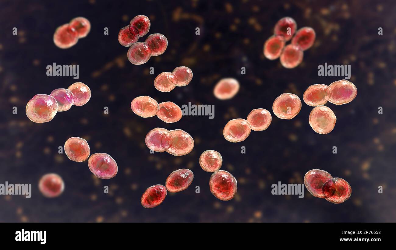 Bakterien Lactococcus, Computerdarstellung. Gram-positive Kokken, Milchsäurebakterien, die in der Milchindustrie in der Käseherstellung verwendet werden. Sie waren Isol Stockfoto