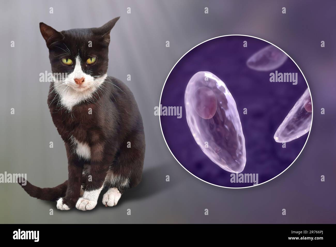 Parasitäre Protozoen Toxoplasma gondii, der Erreger der Toxoplasmose, im Tachyzoitstadium, Computerdarstellung und Foto einer Straße C. Stockfoto
