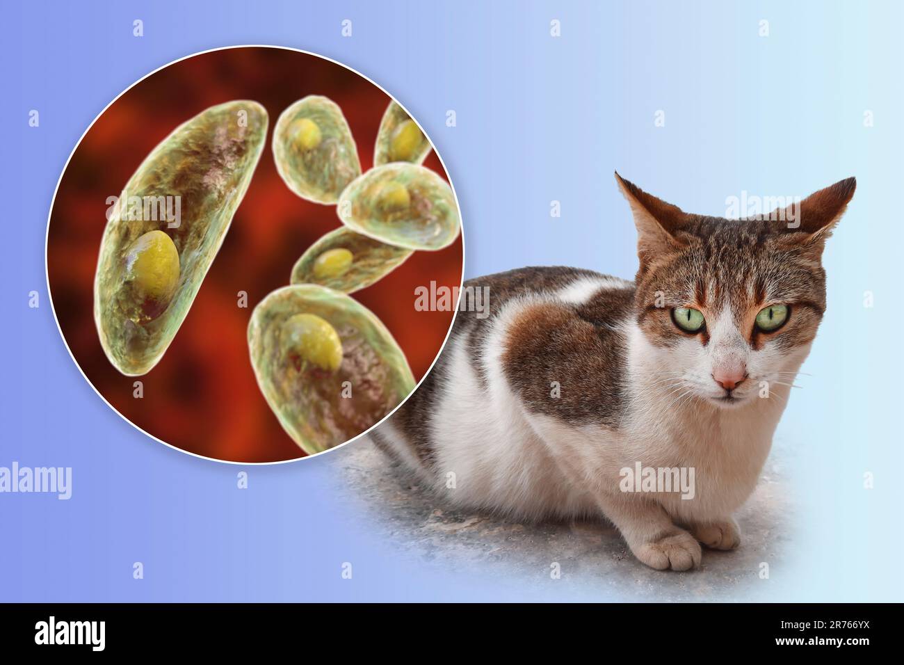 Parasitäre Protozoen Toxoplasma gondii, der Erreger der Toxoplasmose, im Tachyzoitstadium, Computerdarstellung und Foto einer Straße C. Stockfoto