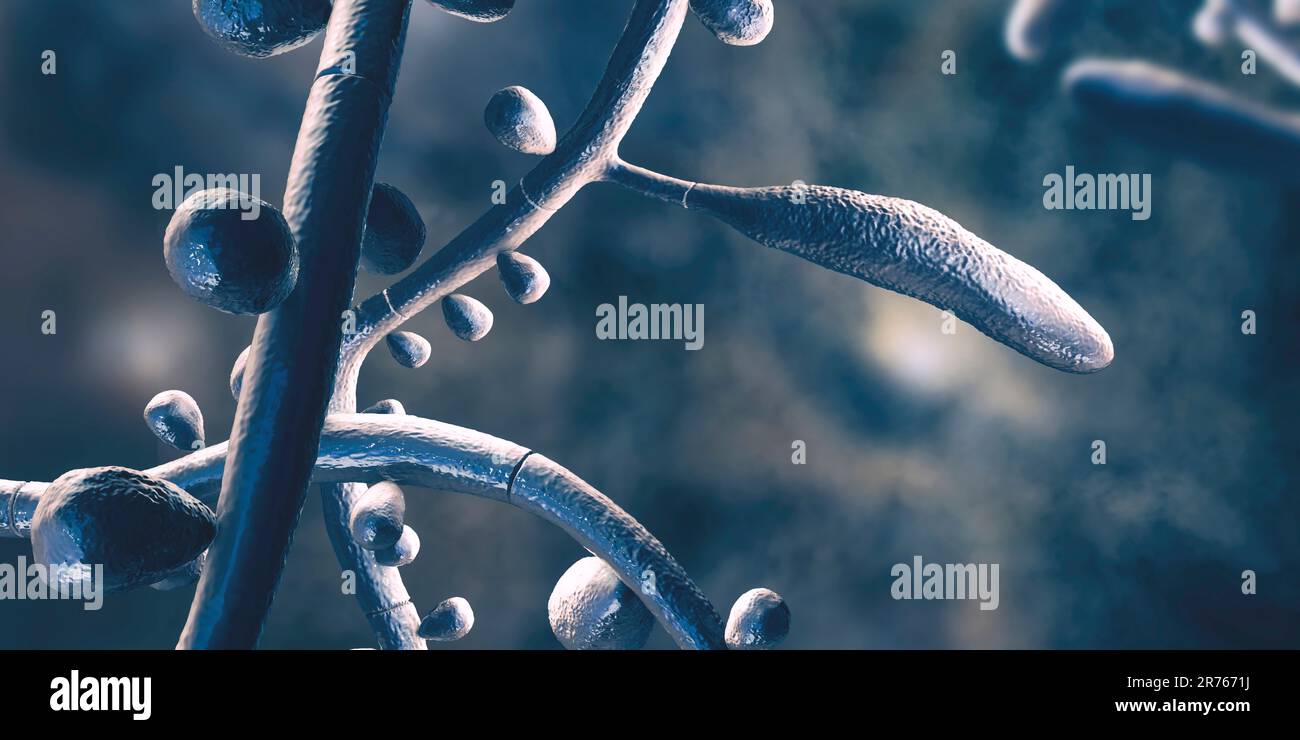 Pilz Trichophyton rubrum, Computerdarstellung mit Makrokonidien, Mikrokonidien und Septathyphaen. T. rubrum ist ein anthropophiler Dermatophyt. Stockfoto