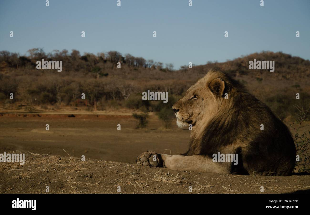Majestätischer Löwe in der südafrikanischen Savanne: Ungezähmte Schönheit der Wildnis Stockfoto