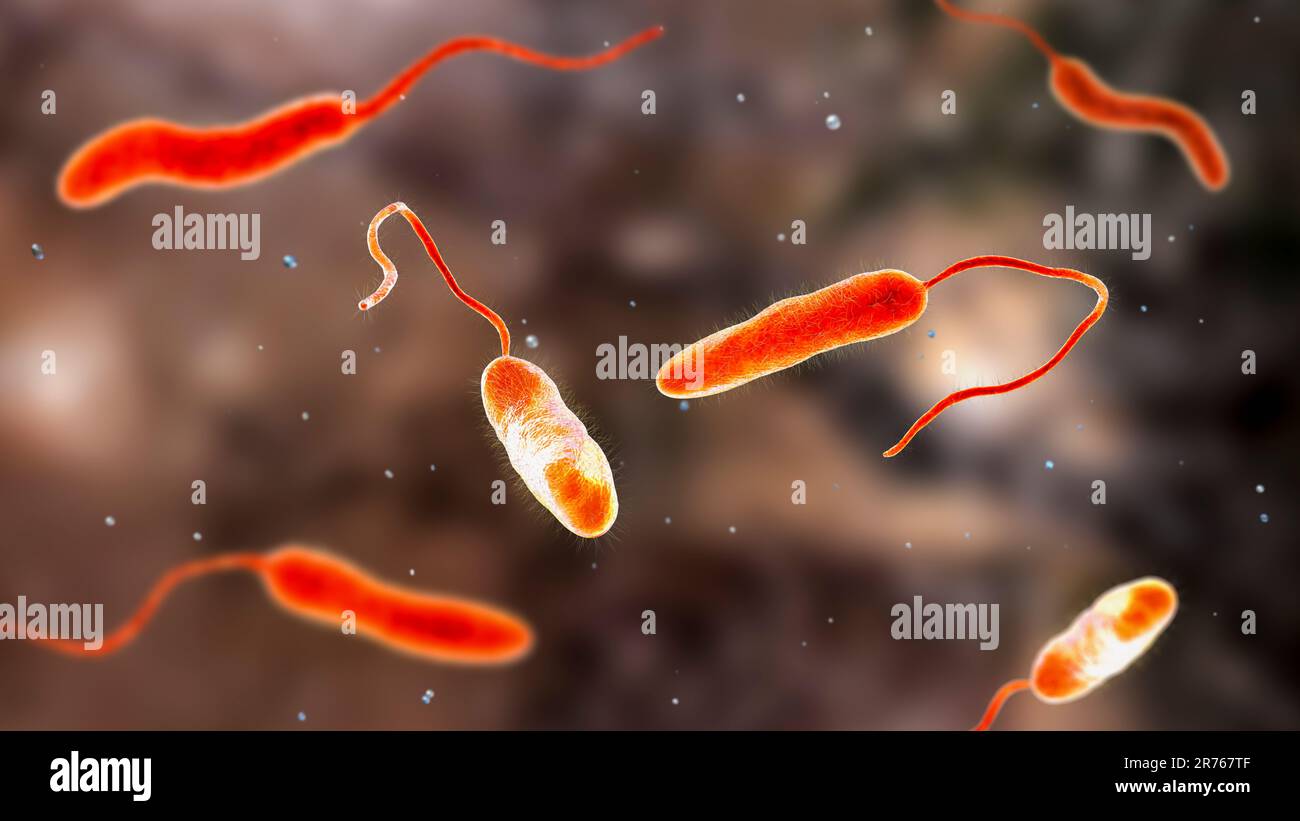 Cholera Bakterien (Vibrio cholerae), computer Abbildung. Stockfoto