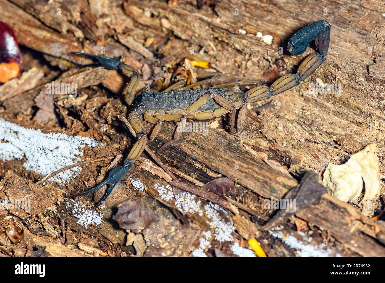 Edwards Rindenskorpion (Centuroides edwardsii). Osa-Halbinsel, Costa Rica. Stockfoto