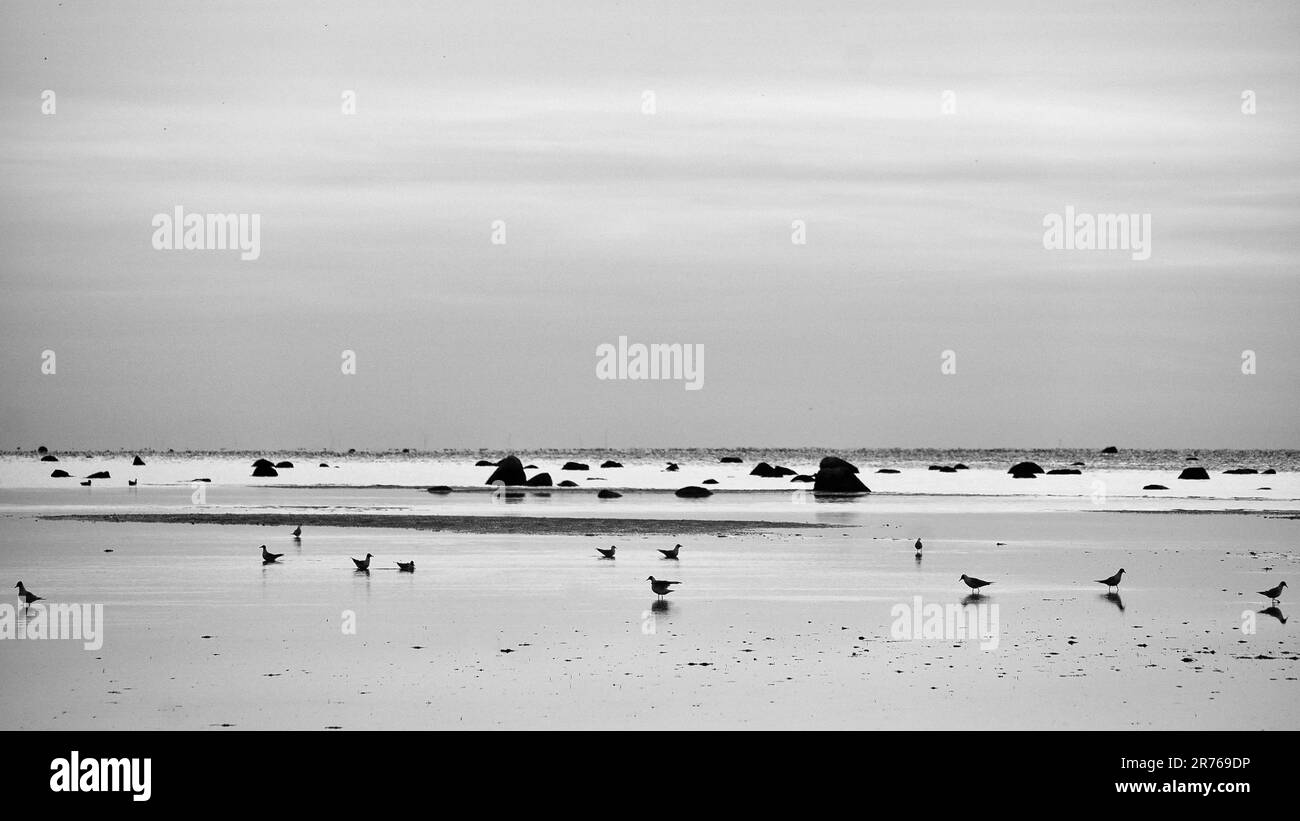 Möwen bei Ebbe im Sand an der Küste von Poel bei Sonnenuntergang. Schwarzweißfoto zur Abendstunde. Landschaftsaufnahmen aus der Ostsee Stockfoto