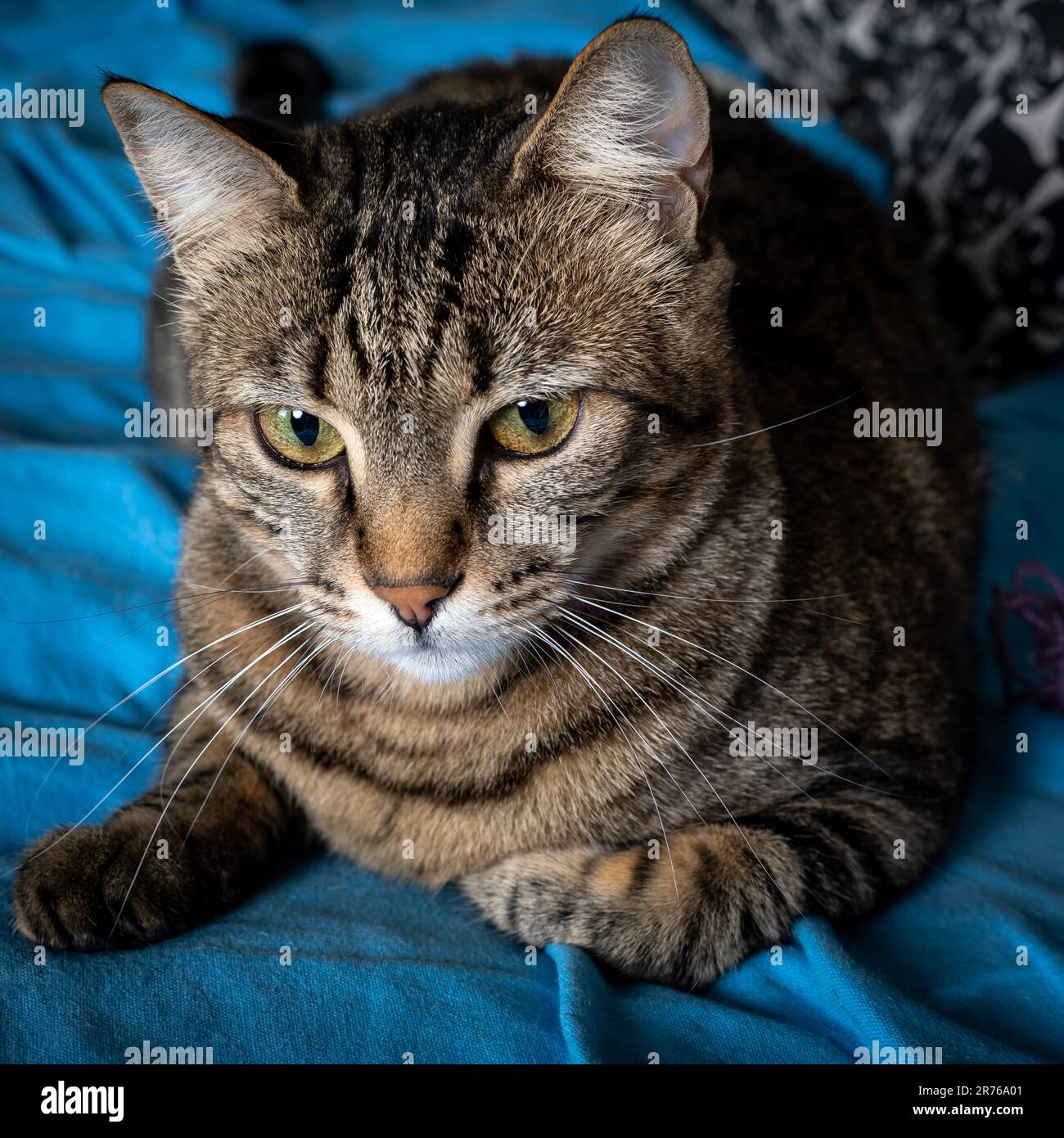 Porträt einer grau-braunen Tabby-Katze. Porträt einer weiblichen Tabby-Katze, die auf dem Bett sitzt. Stockfoto