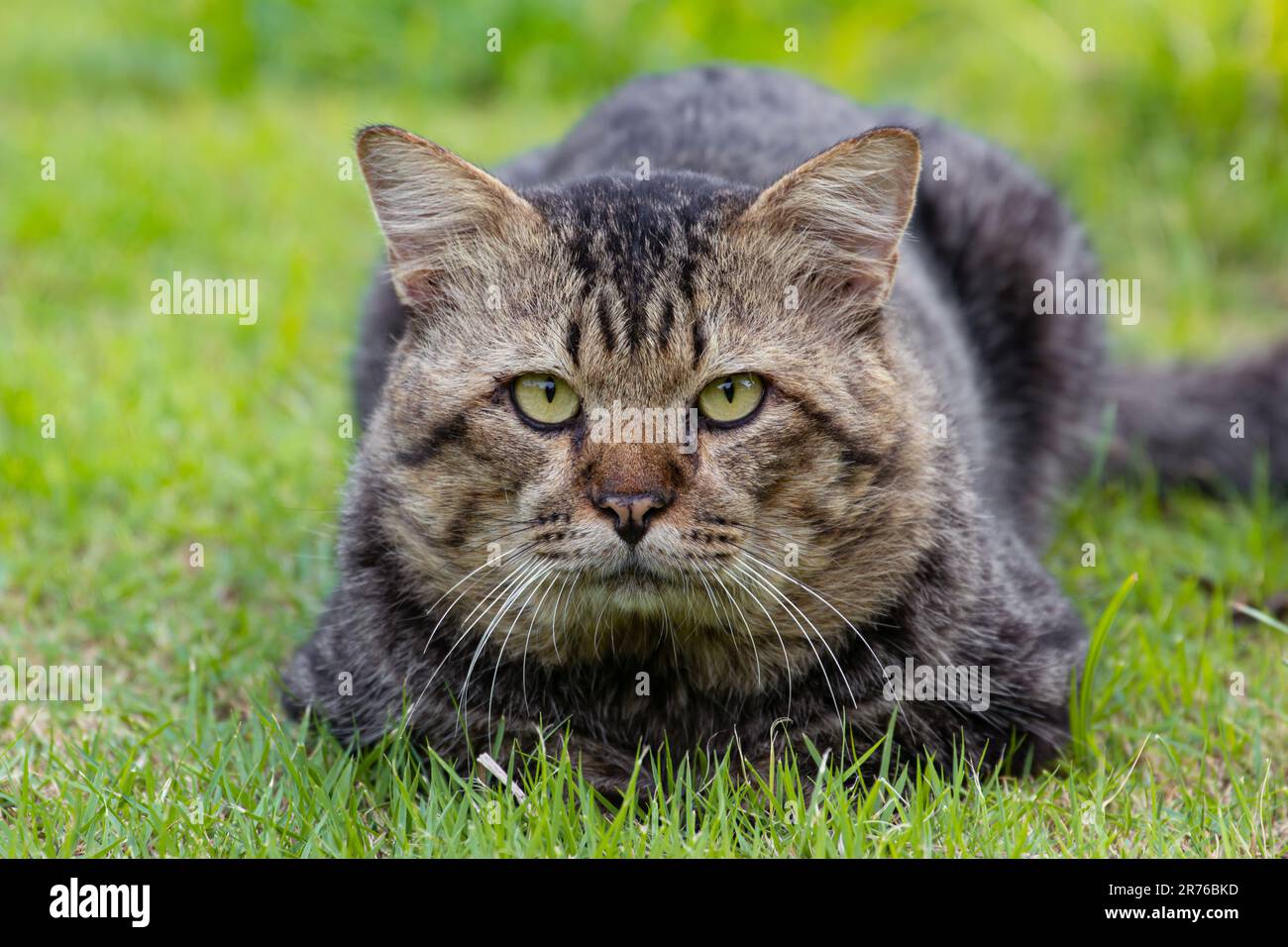 Großes graues Katzenporträt auf grünem Gras Stockfoto