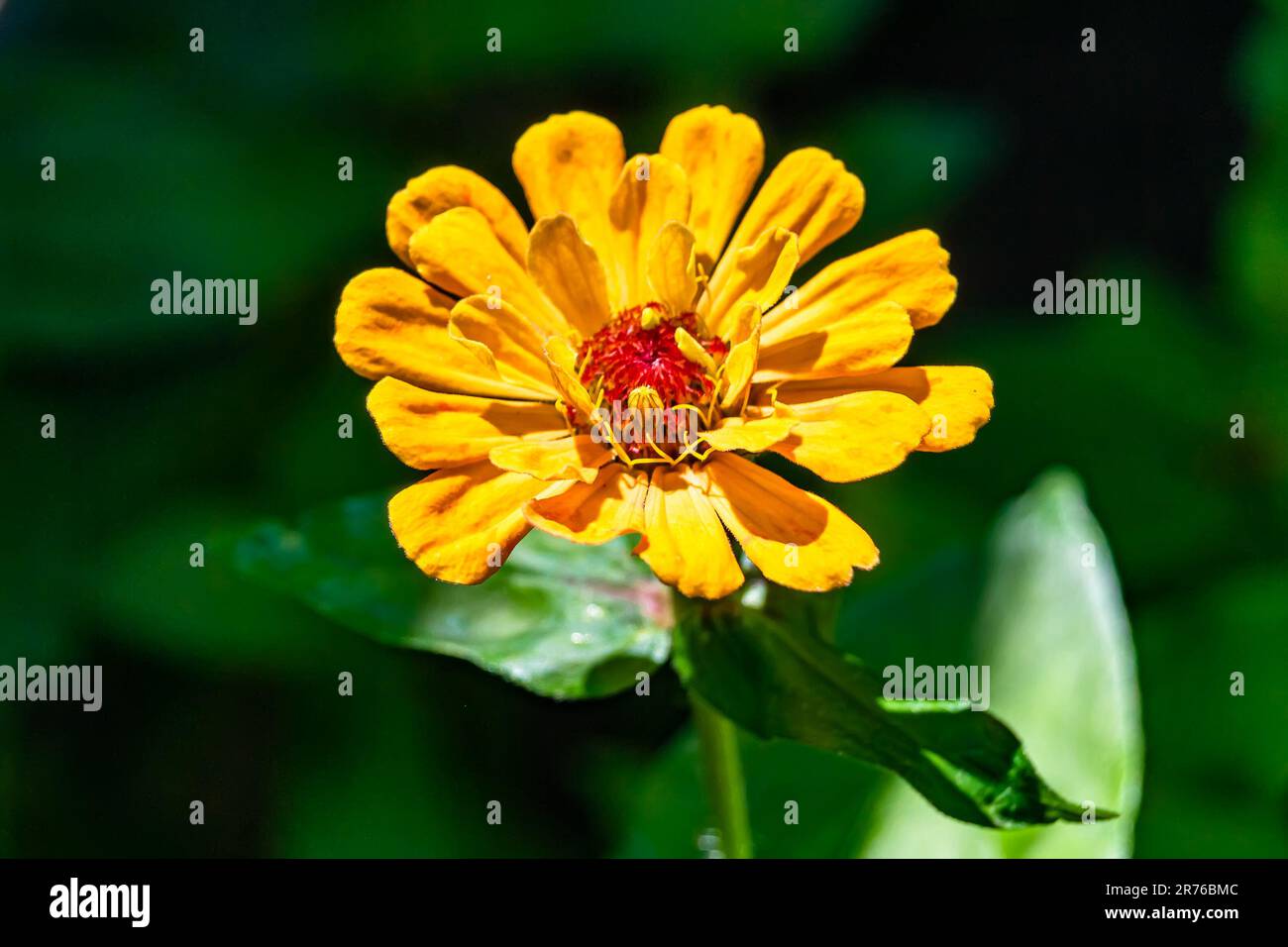 Wunderschöne wilde Blumenzinnia elegans auf der Wiese im Hintergrund, Foto bestehend aus wilden Blumenzinnia elegans bis Graswiesen, wilder Anbau Stockfoto