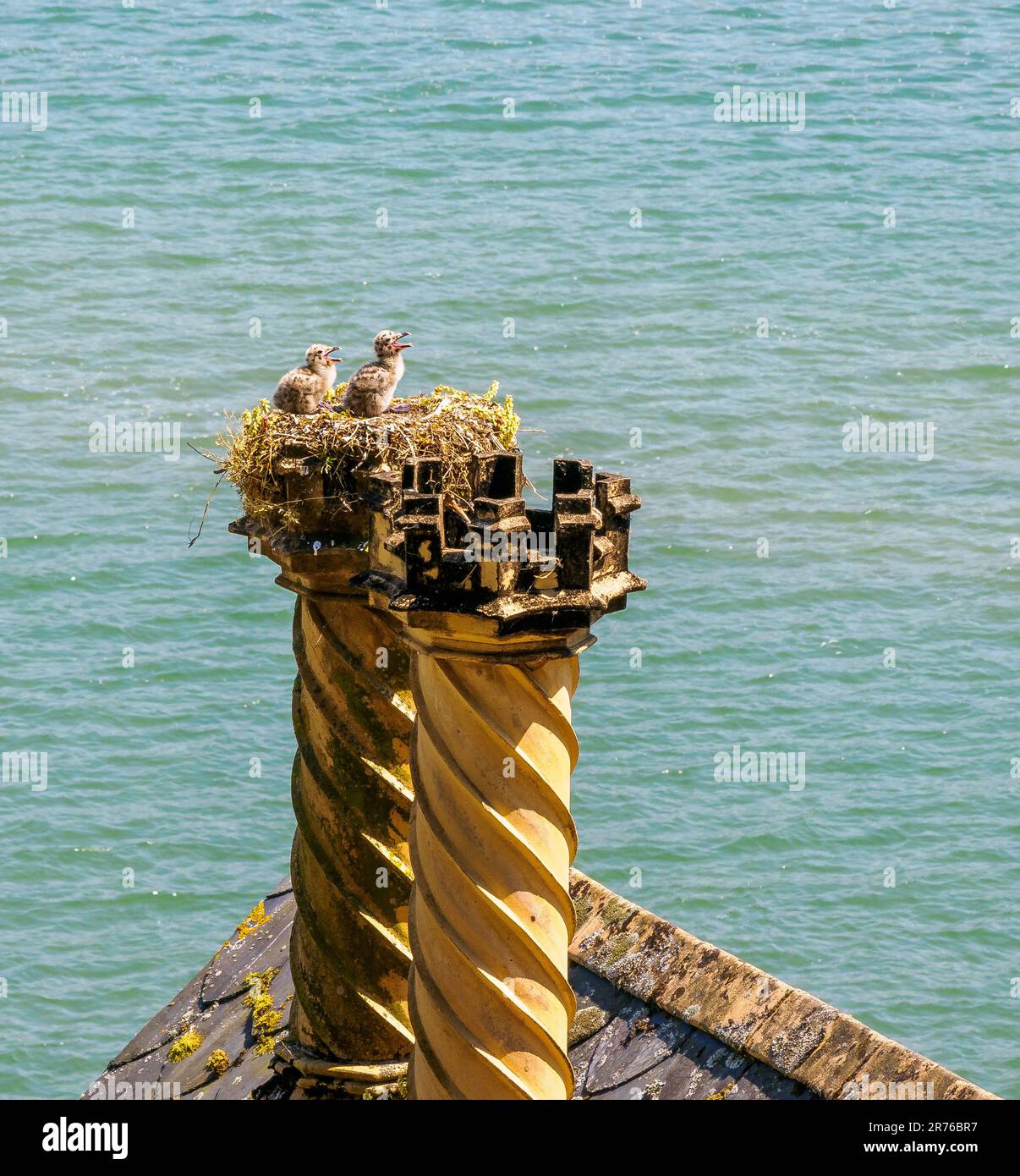 Hering Gull Küken, die in einem Nest in einem kunstvoll verzierten Schornsteintopf in Portmeirion in North Wales UK gefüttert werden wollen Stockfoto
