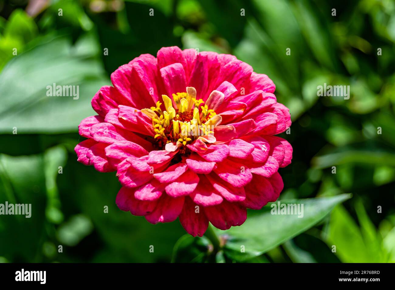 Wunderschöne wilde Blumenzinnia elegans auf der Wiese im Hintergrund, Foto bestehend aus wilden Blumenzinnia elegans bis Graswiesen, wilder Anbau Stockfoto