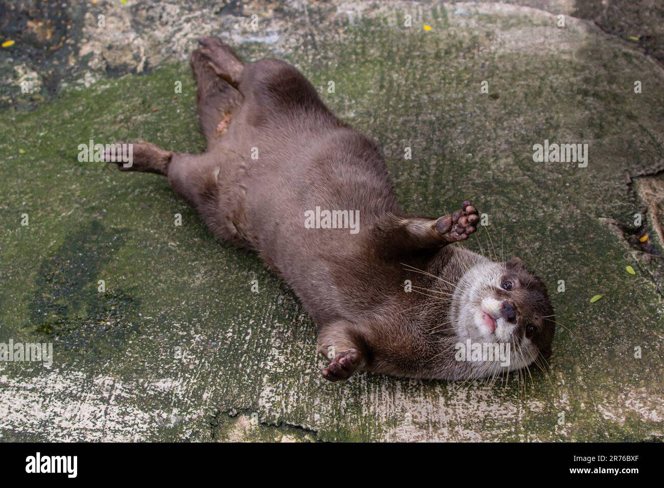 Süßer, entspannender, glatt beschichteter Otter (Lutrogale perspicillata) Stockfoto