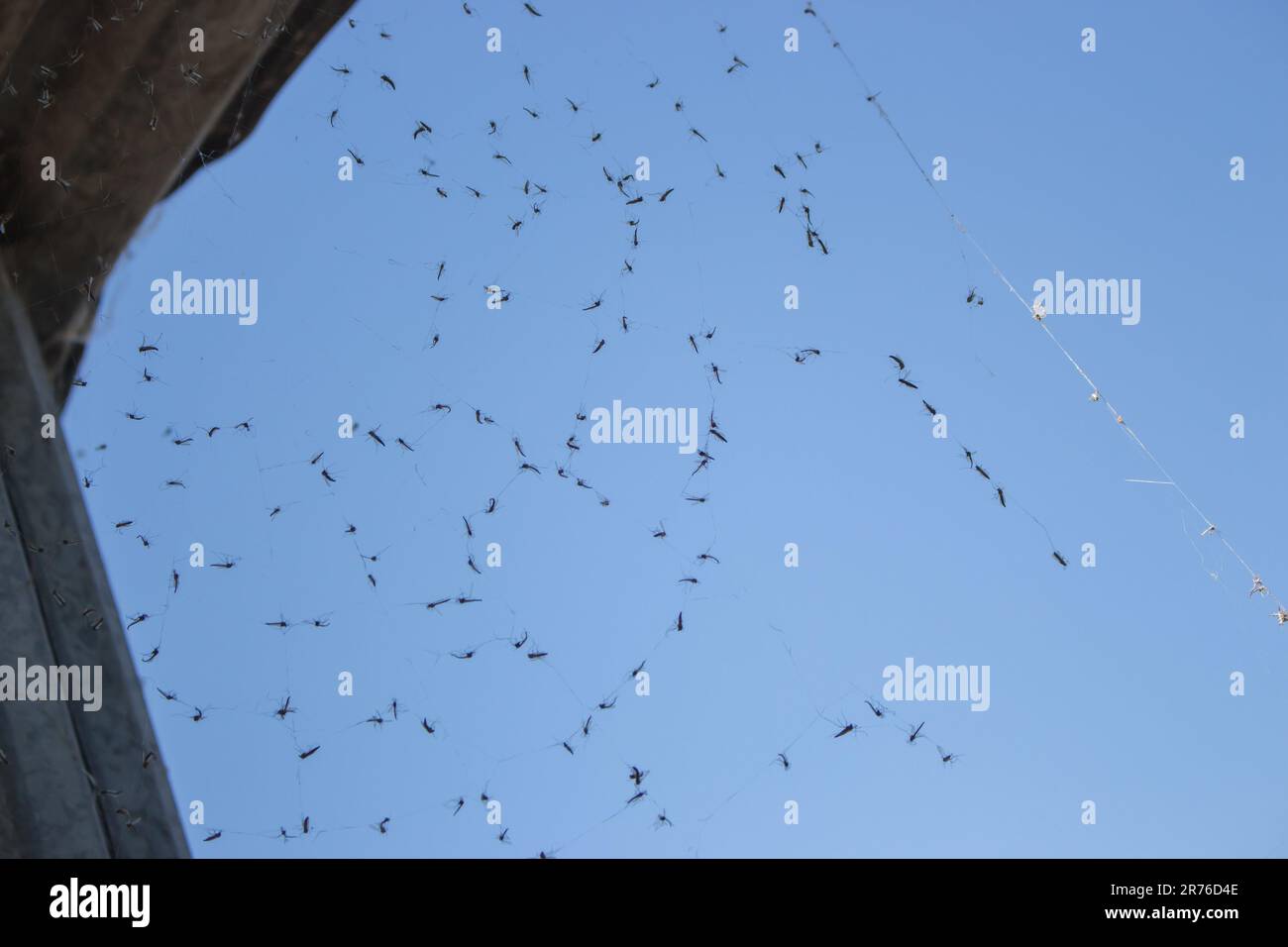 Spinnennetz mit toten Moskitos auf blauem Himmelshintergrund. Insektenleben. Insekten im Spinnennetz. Opferkonzept. Das Konzept der Falle und des Fanggeräts. Kämpfen Sie um Ihr Leben. Stockfoto