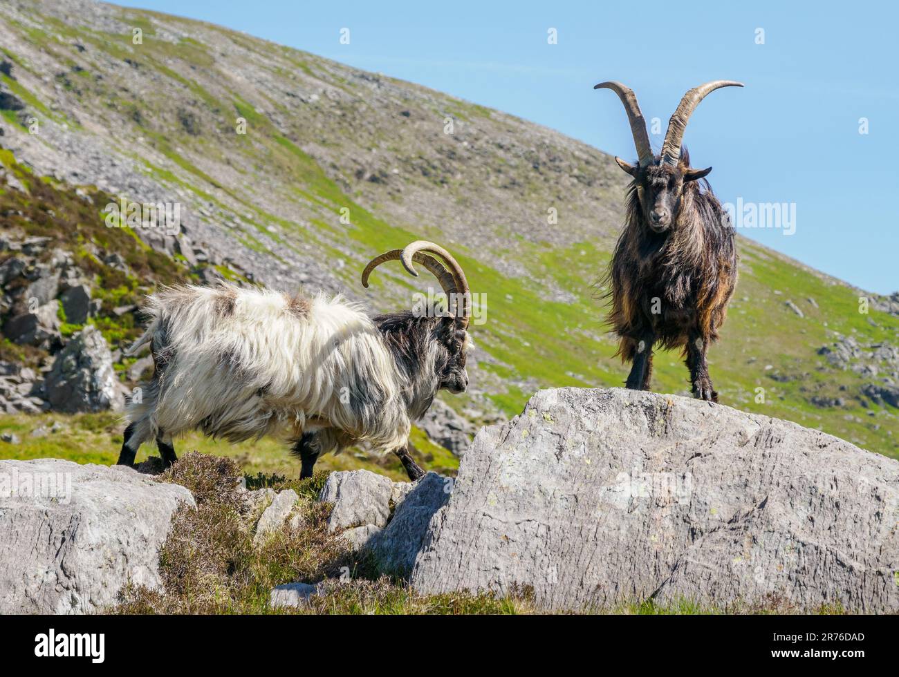 Britische primitive Ziegen in felsigem Gelände auf Glyder Fawr in Eryri Snowdonia natonal Park North Wales UK Stockfoto