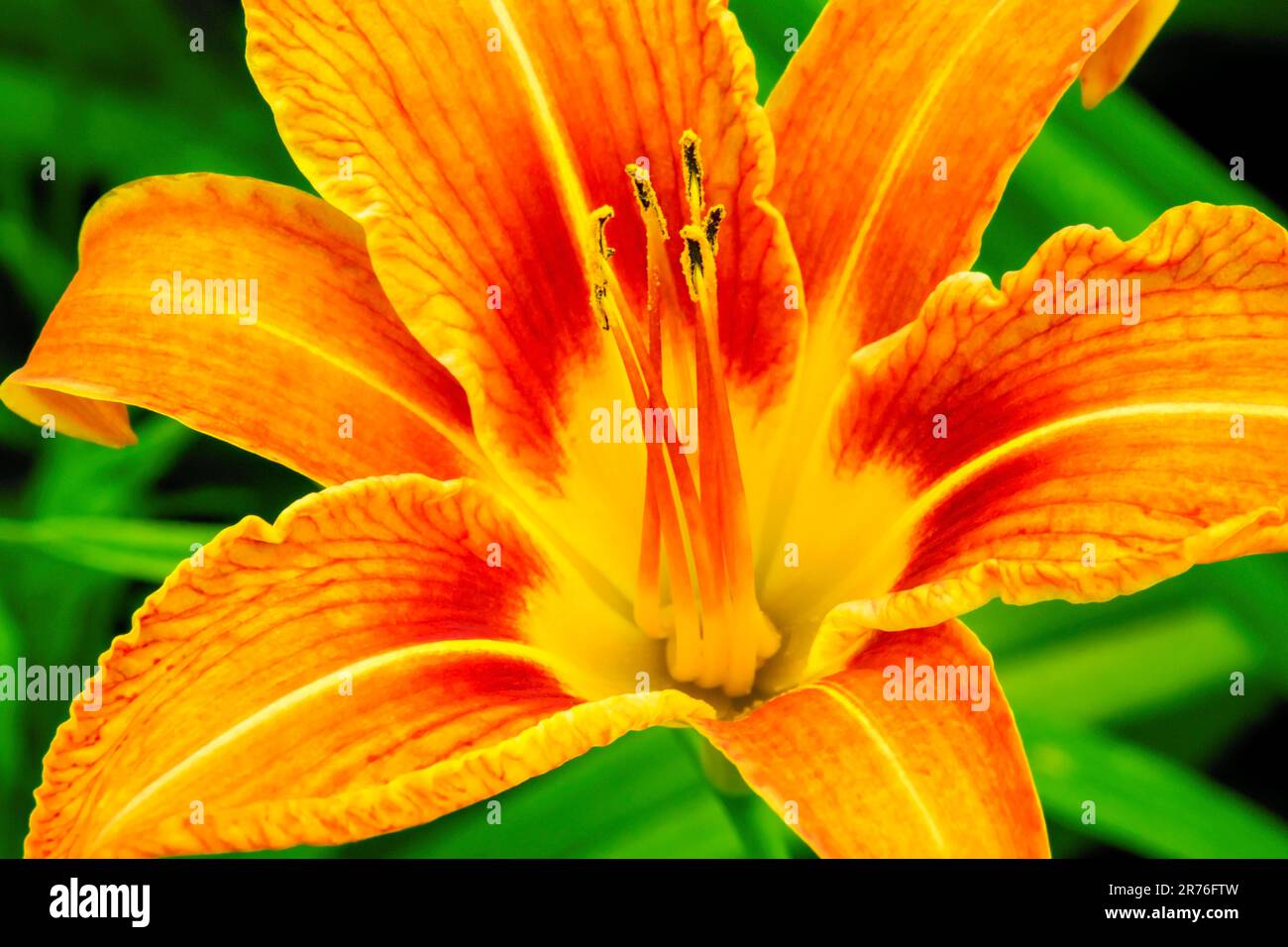 Orange Day-Lily wächst wild auf einer Wiese in Pennsylvania. Stockfoto