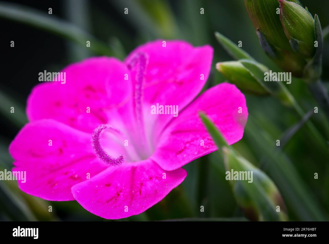 Pink Petunia isoliert Stockfoto