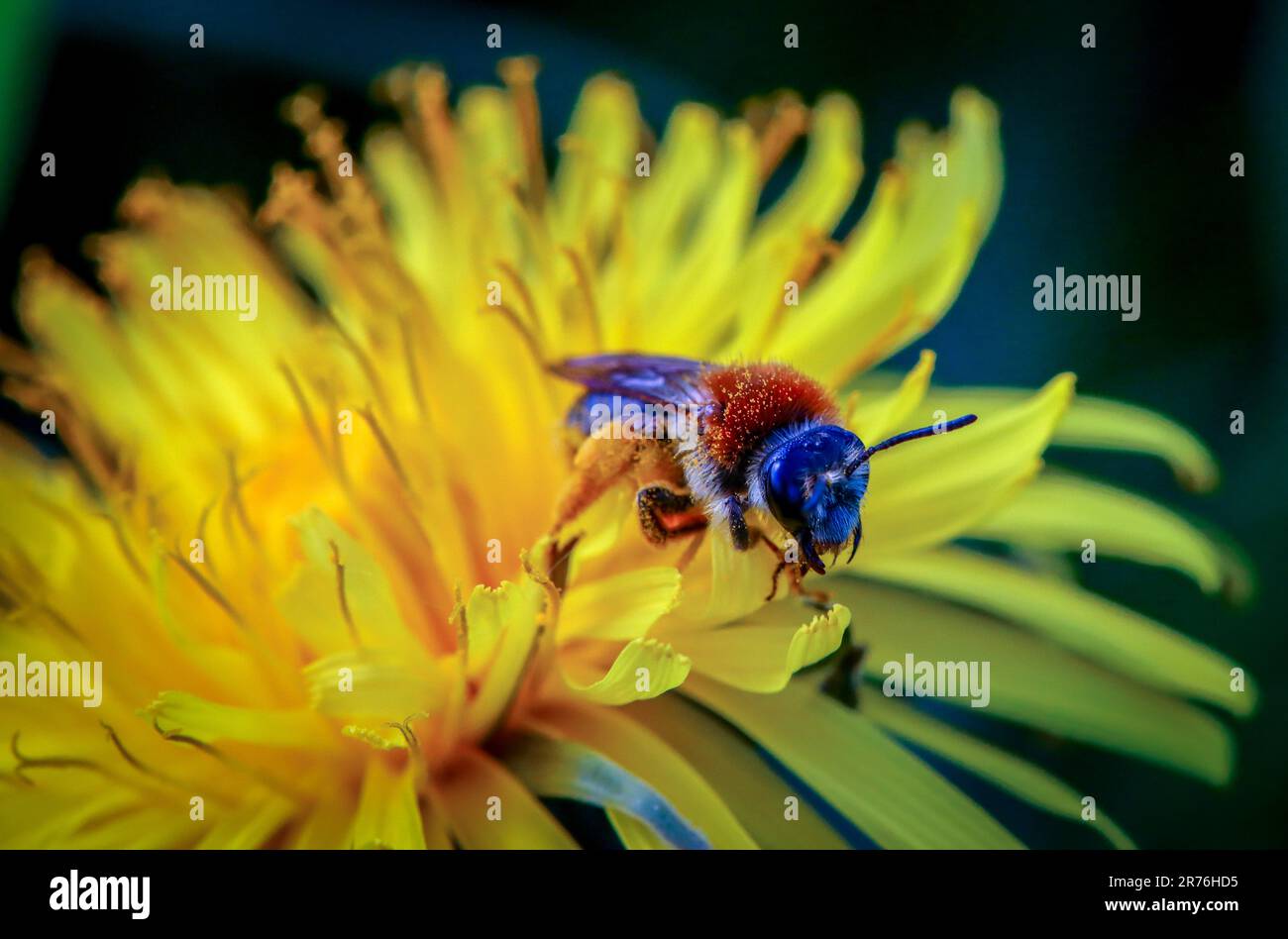 Biene in Nahaufnahme auf einer gelben Blume Stockfoto
