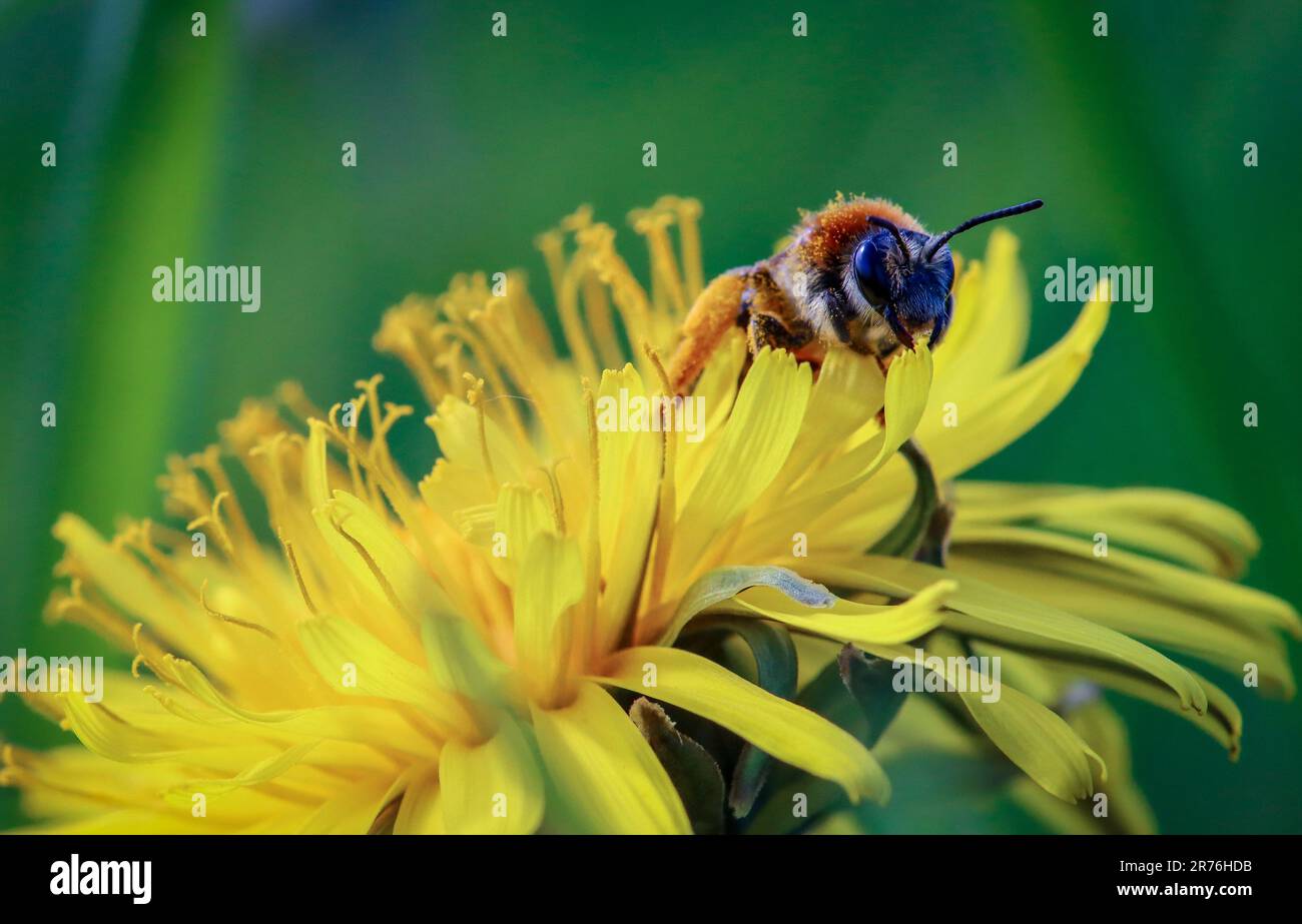 Biene in Nahaufnahme auf einer gelben Blume Stockfoto