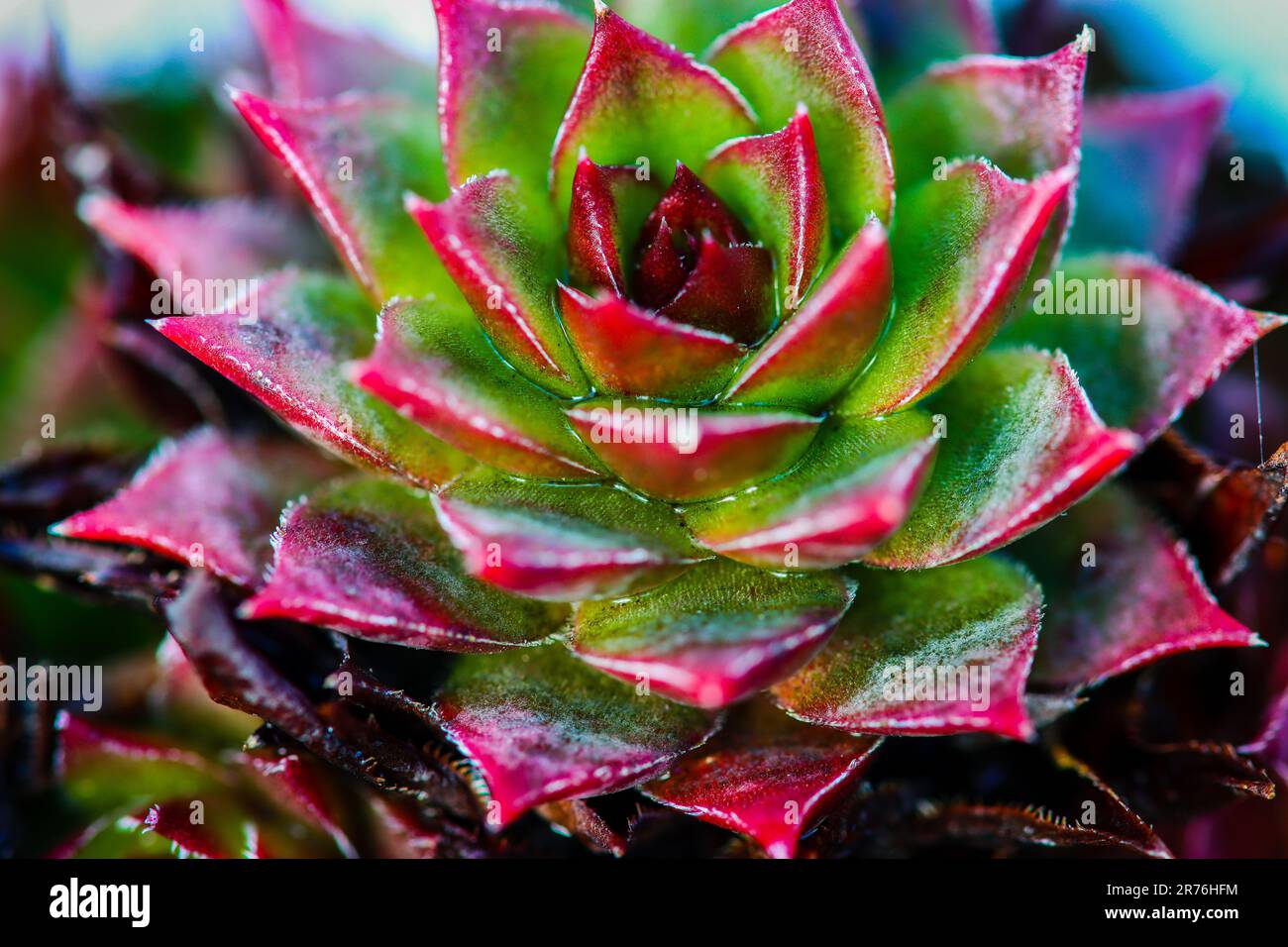 Makro einer sternförmigen Pflanze mit roten und grünen Farben Stockfoto